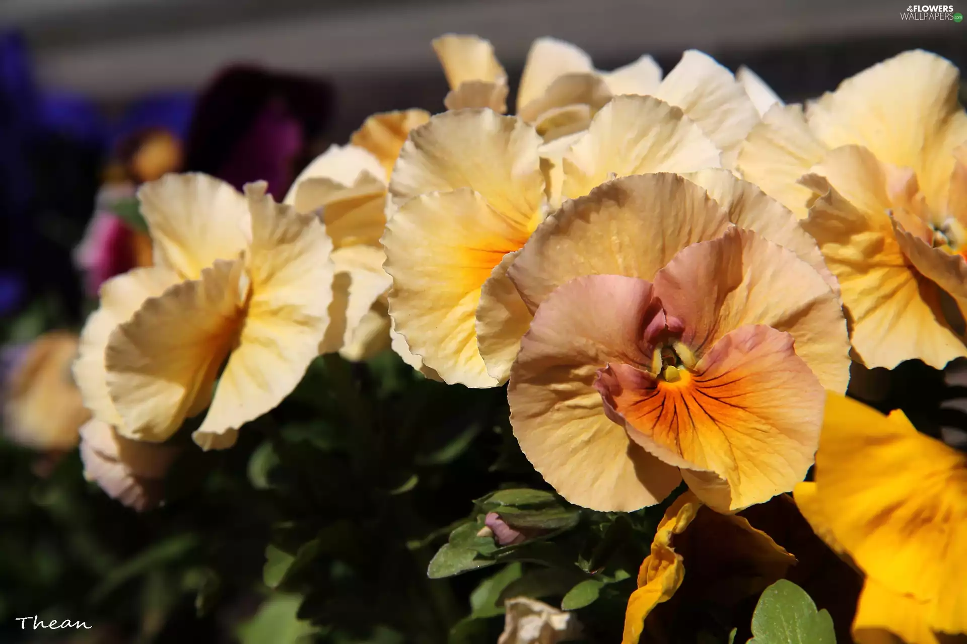 Flowers, pansies, Light yellow