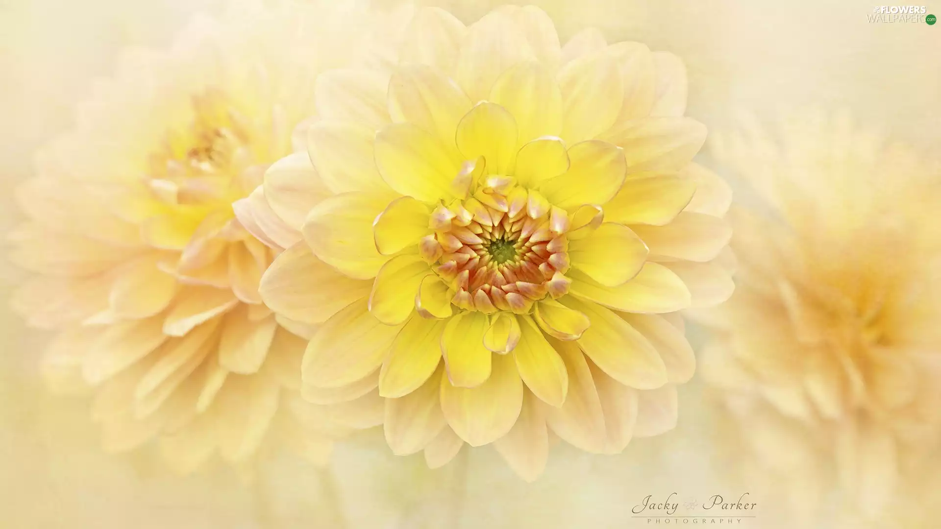 Flowers, dahlias, rapprochement, Yellow
