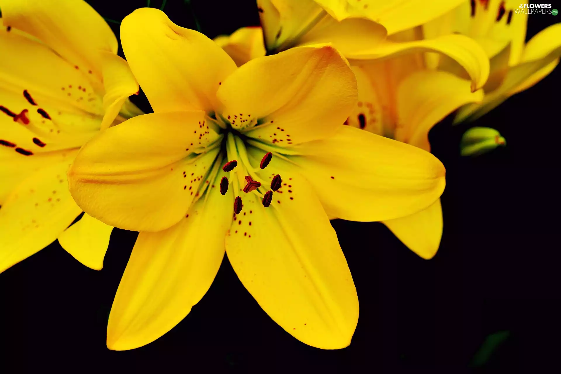 Flowers, lilies, rapprochement, Yellow
