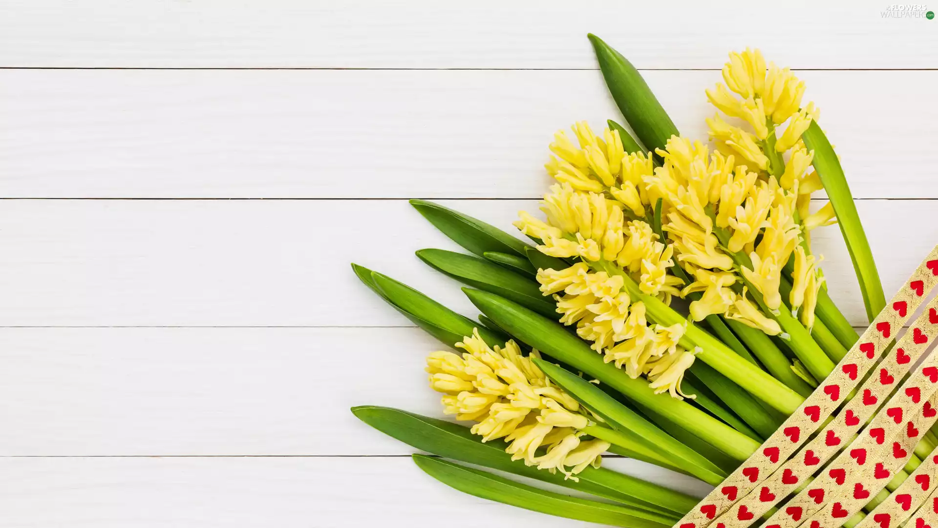 Flowers, Hyacinths, ribbon, Yellow