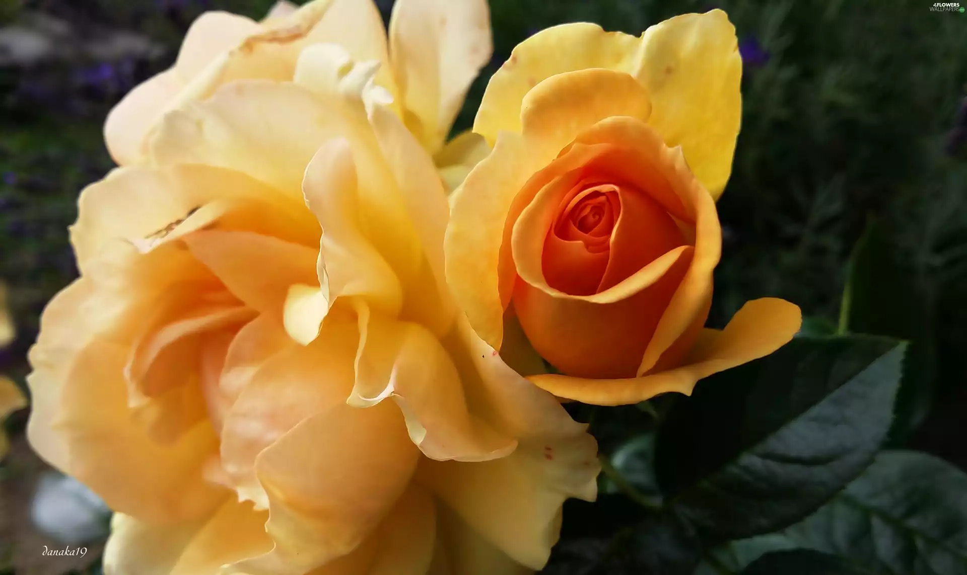 Flowers, Orange, roses, yellow