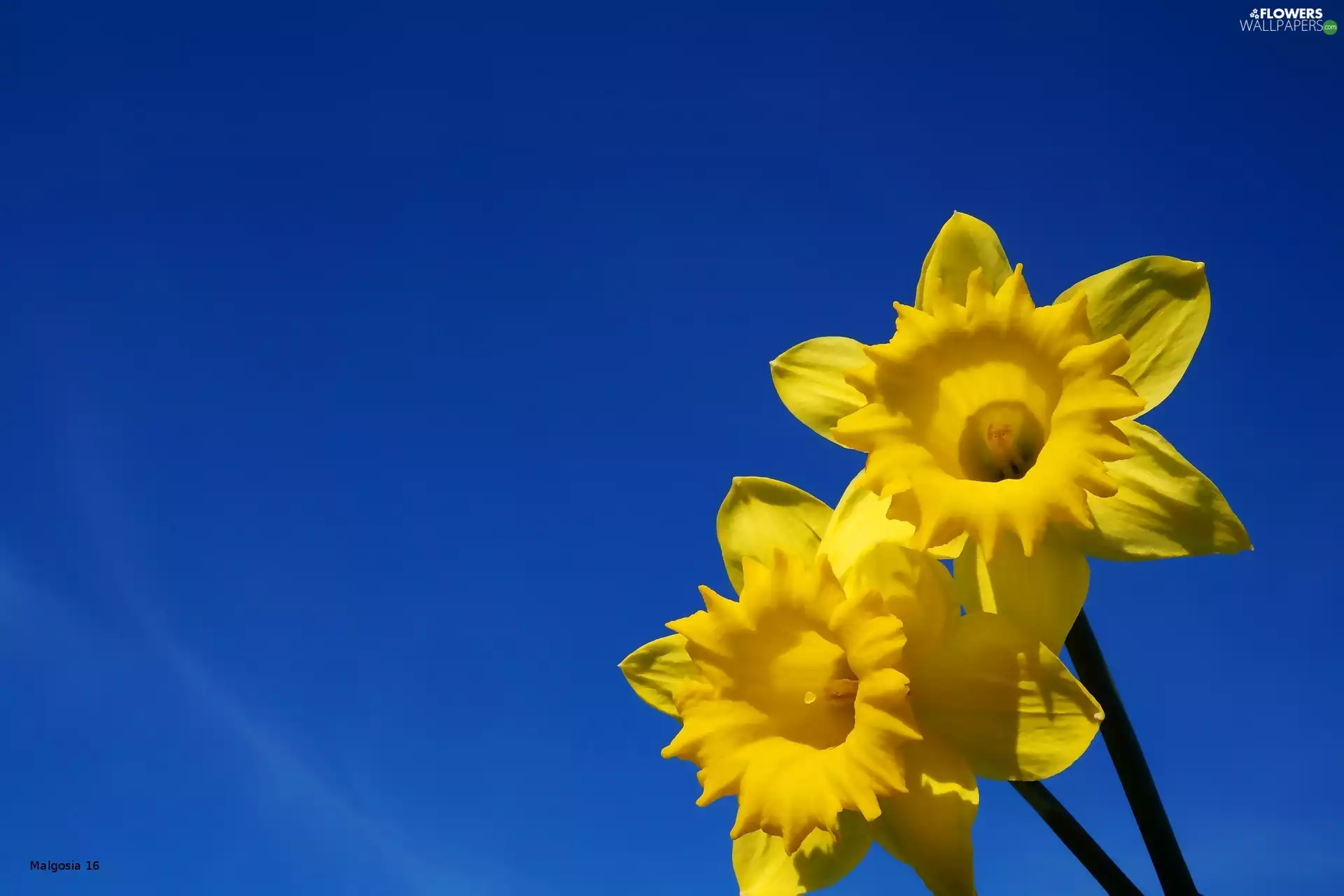 Flowers, Daffodils, Sky, yellow