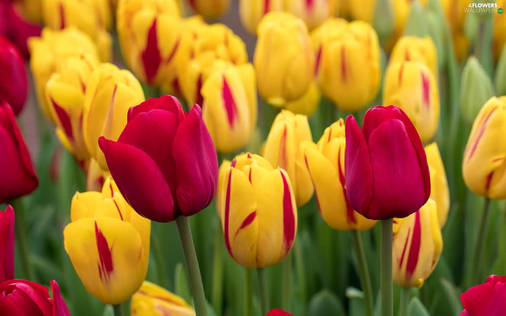 Flowers, Pink, Tulips, Yellow