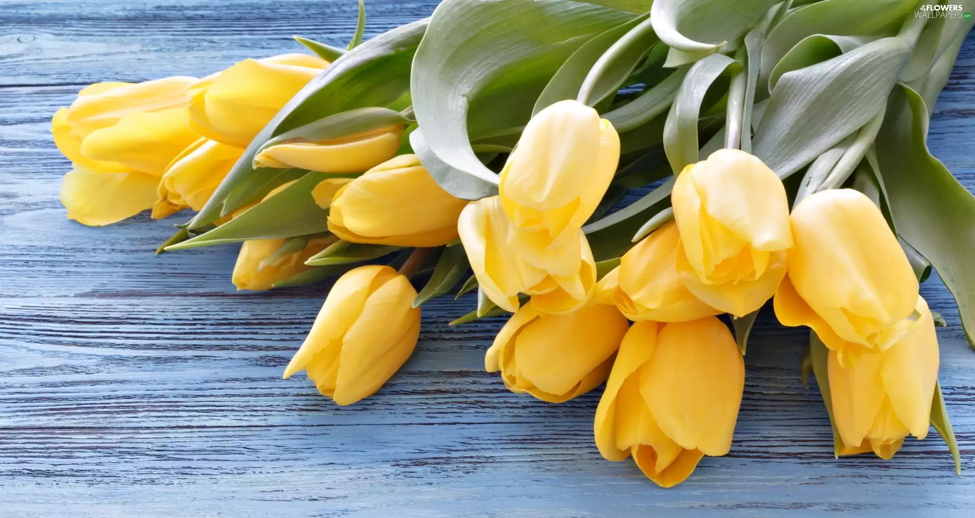 Flowers, undeveloped, Tulips, Yellow