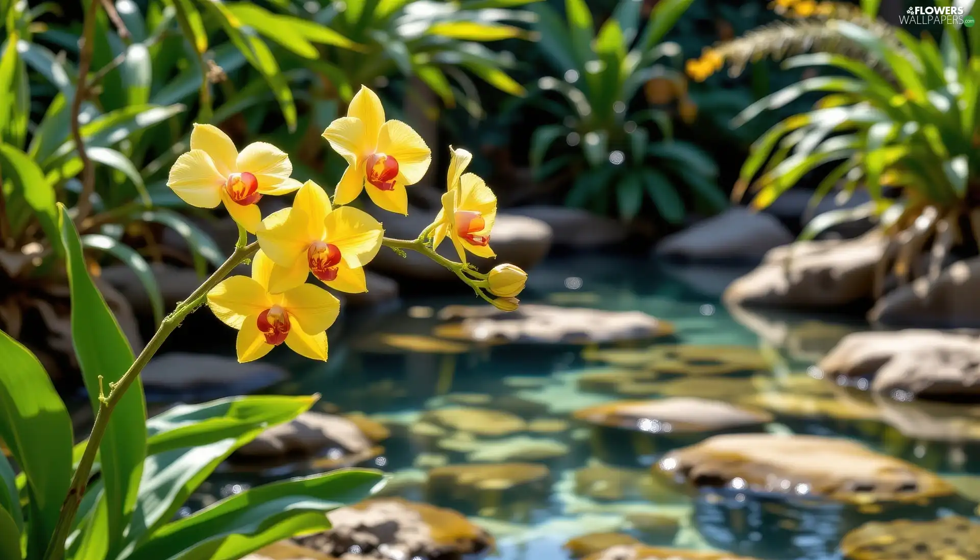 Flowers, orchids, water, Yellow