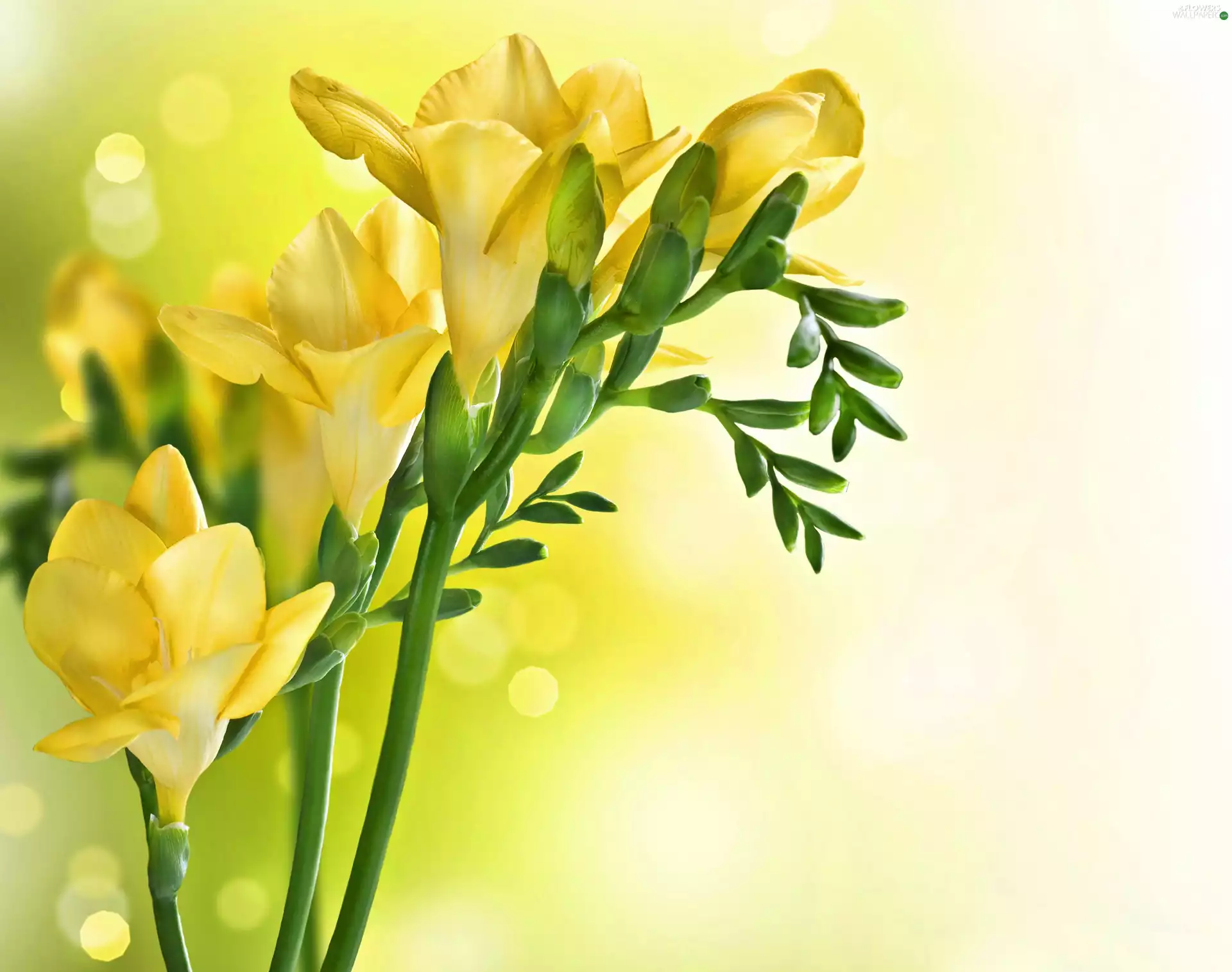 Yellow, Freesias