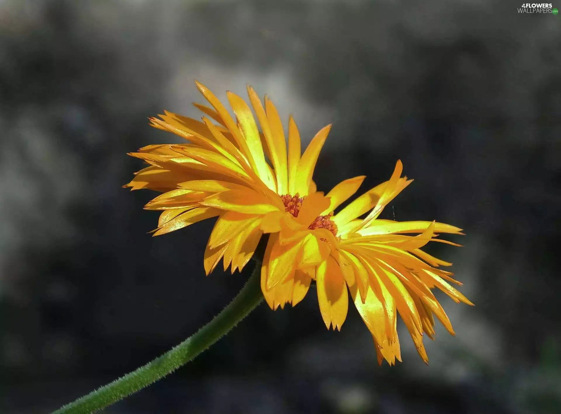 Yellow Honda, Gerbera
