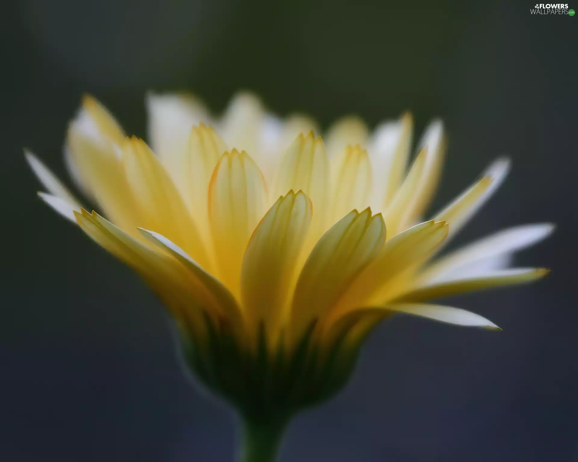 Yellow Honda, Gerbera