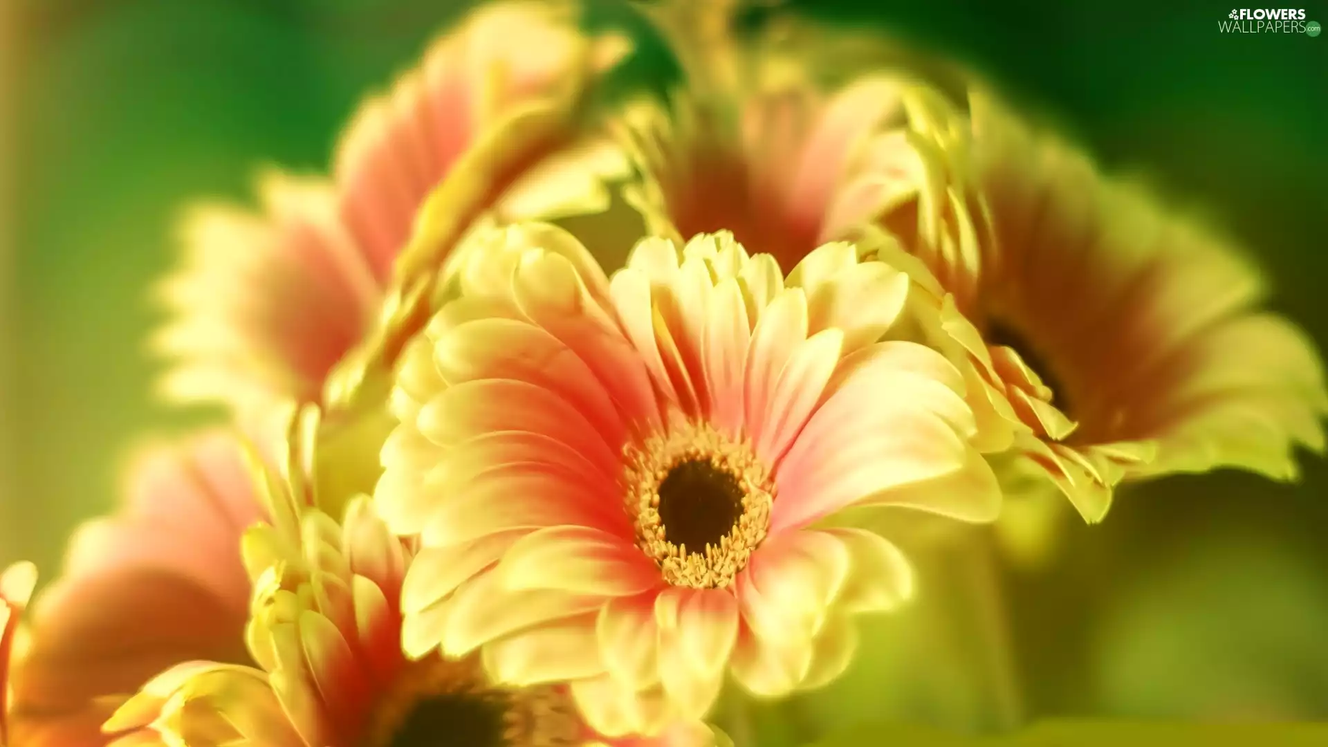 Yellow, gerberas