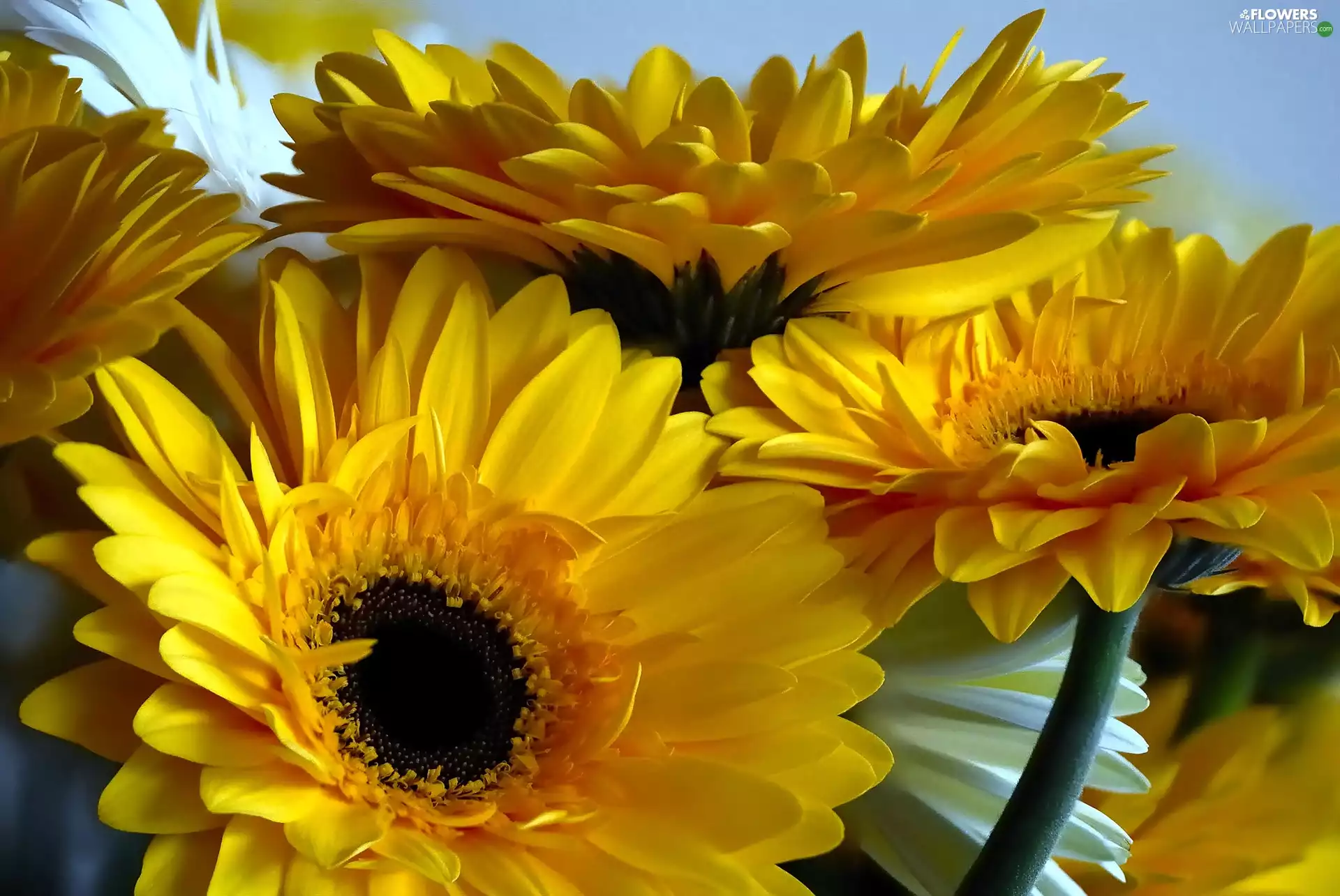 gerberas, Yellow