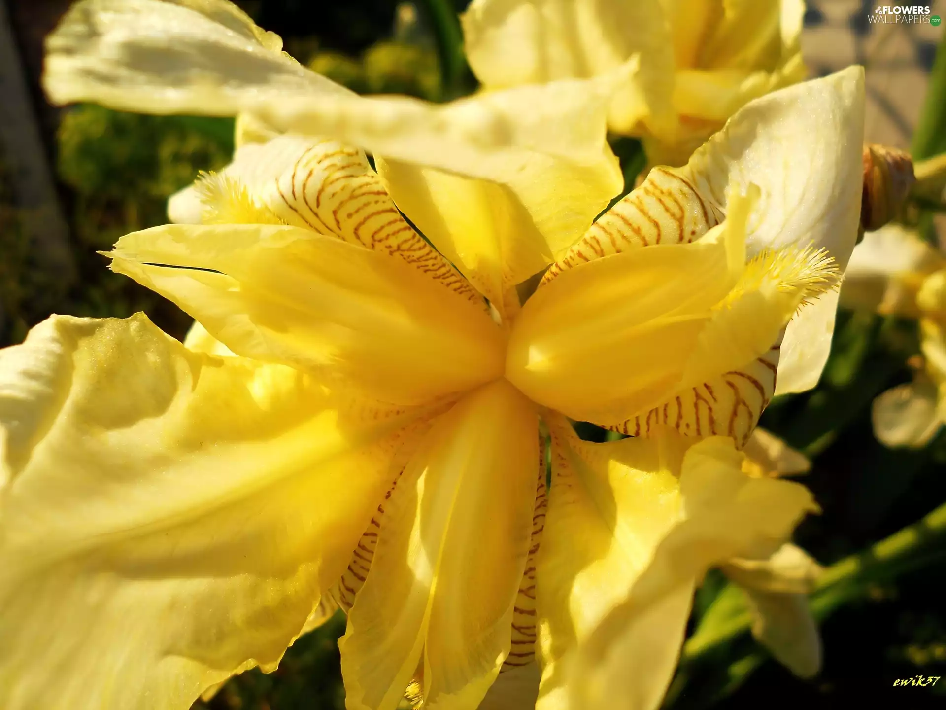 Yellow, gladiolus
