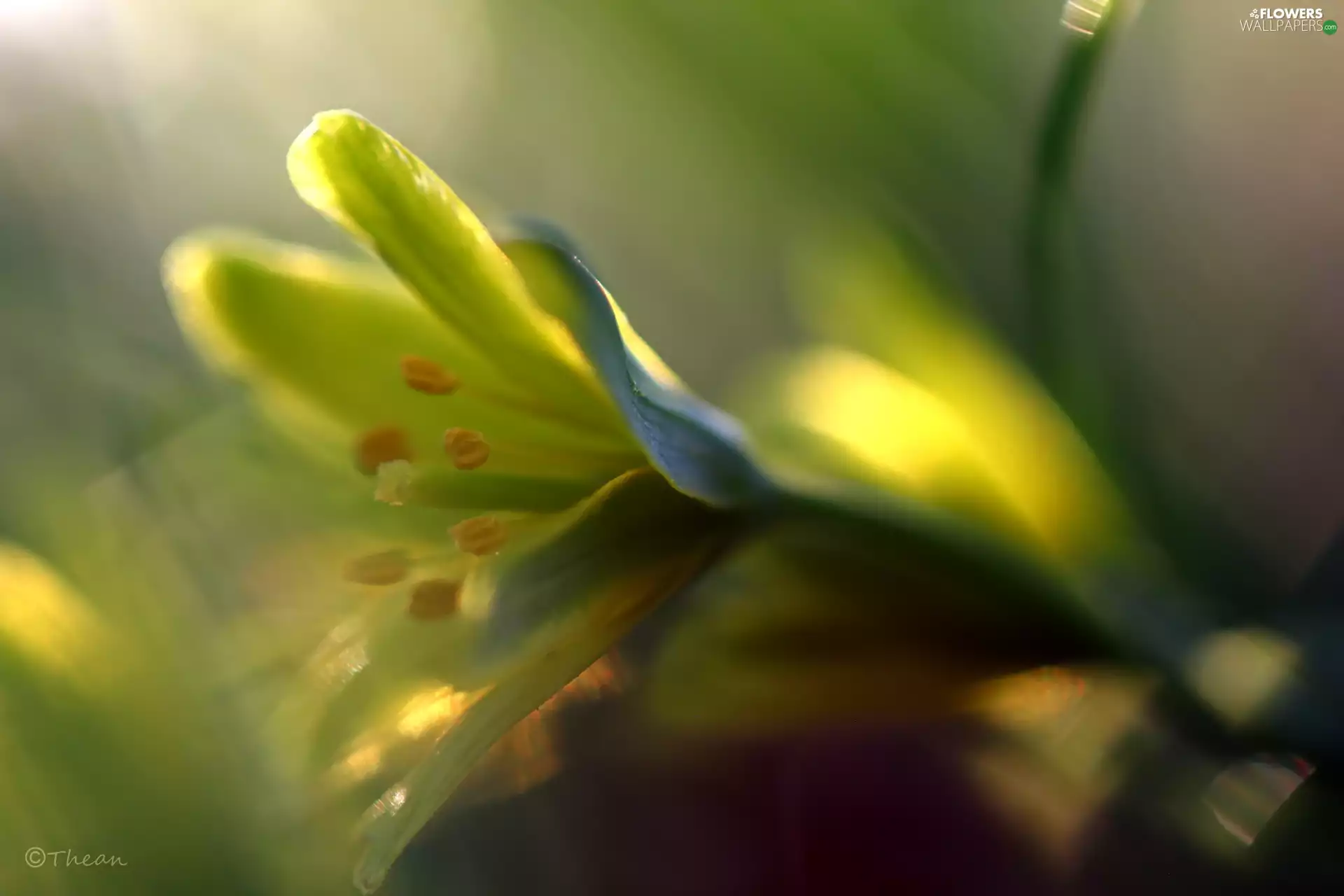 Spring, Yellow gold plating, Flowers