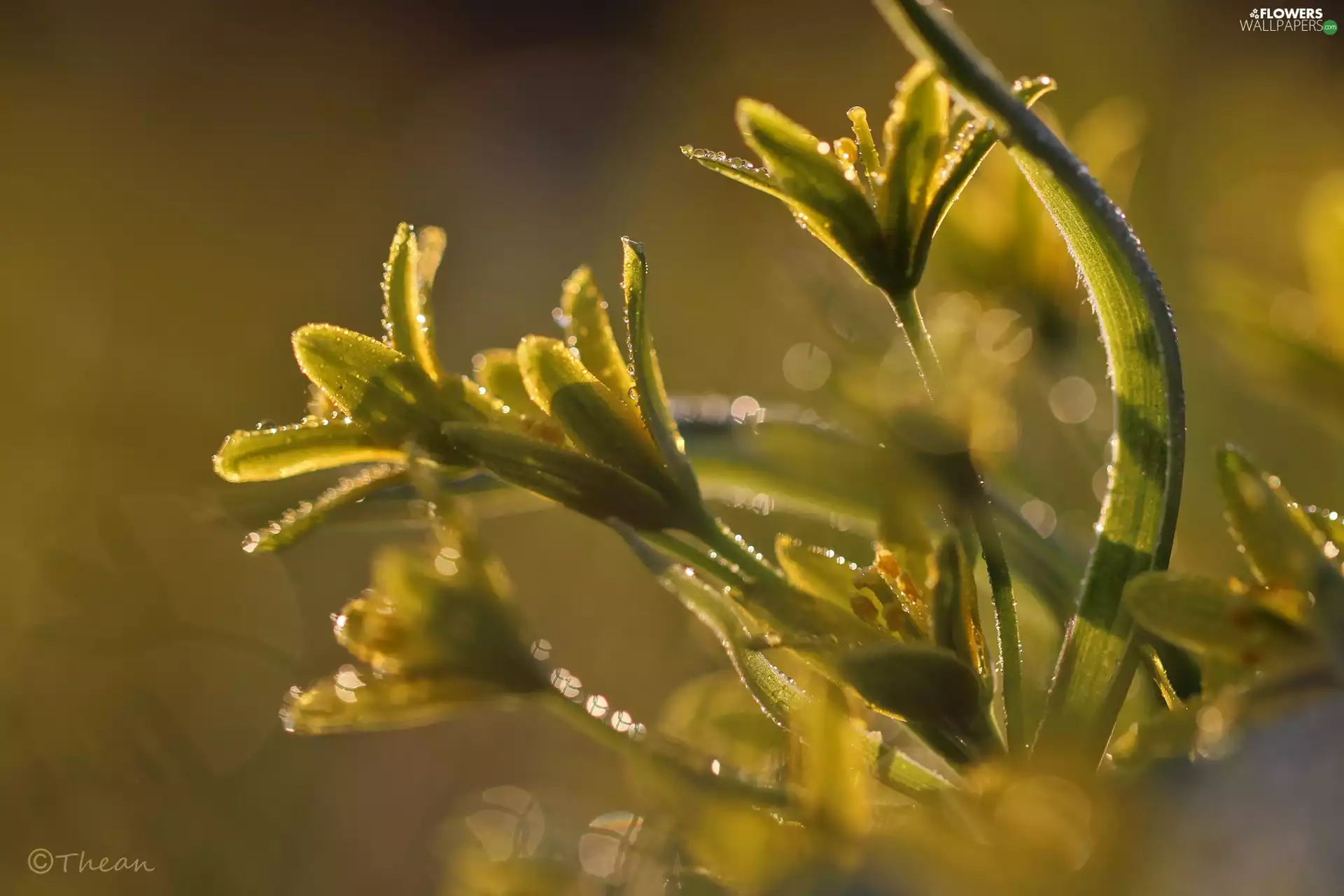 Spring, Yellow gold plating, Flowers