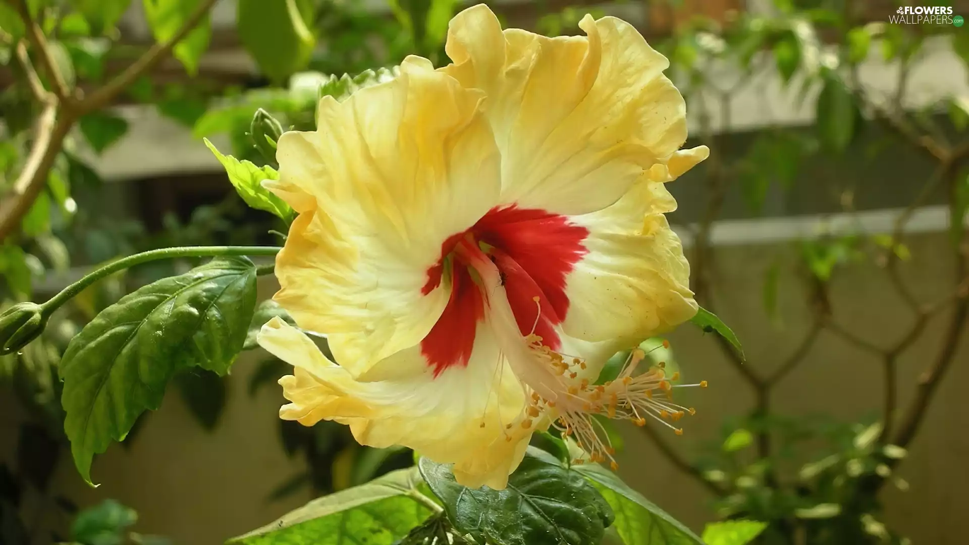 Yellow, hibiskus