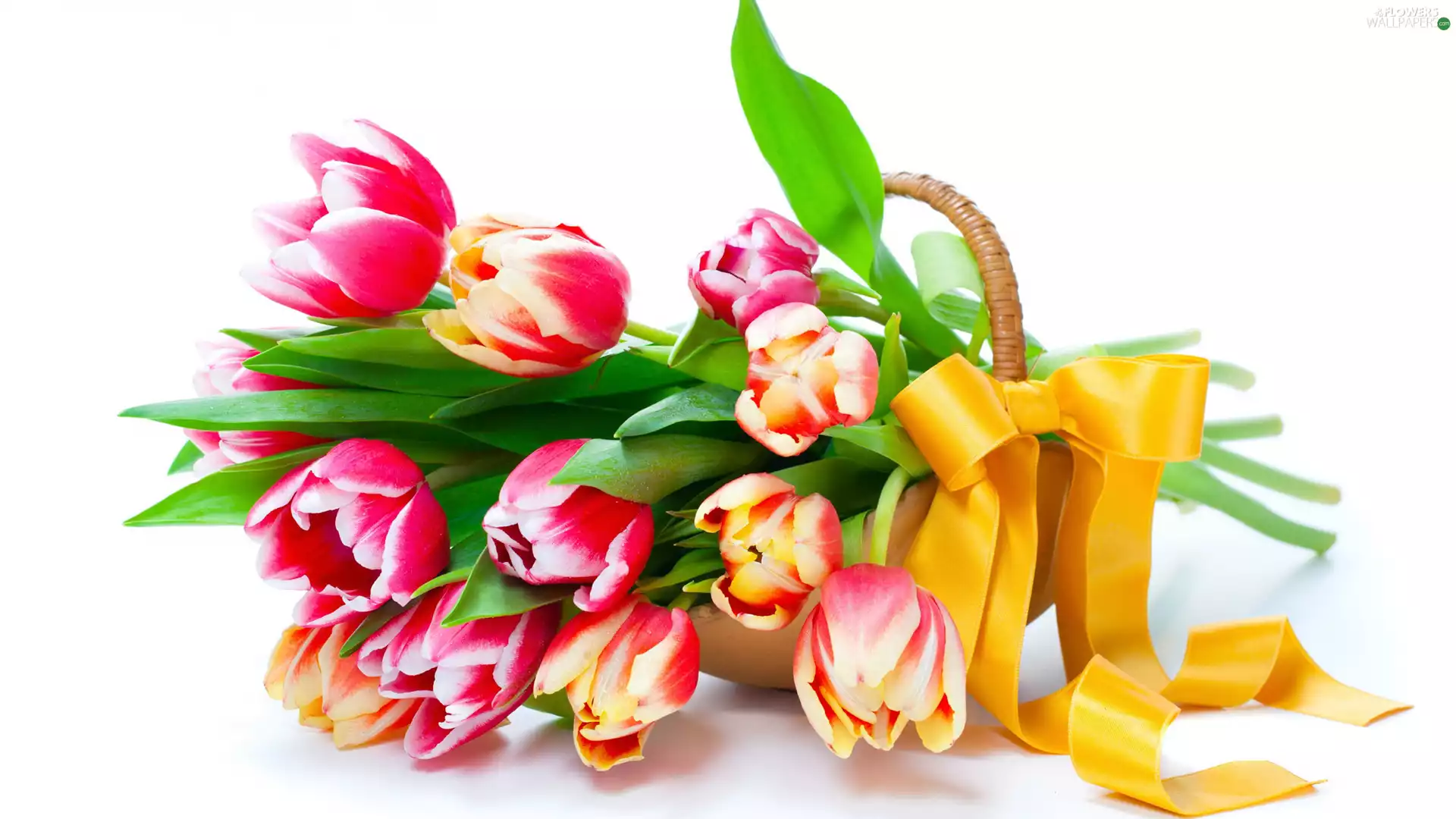 Tulips, Yellow Honda, bow, basket