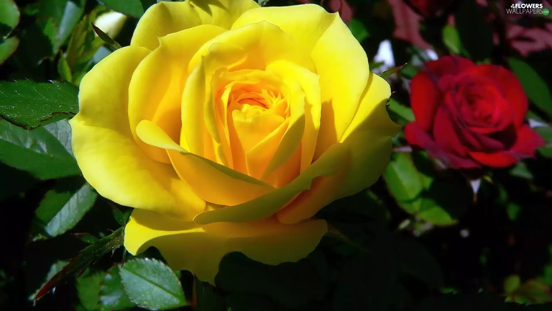 rose, Yellow Honda, red hot