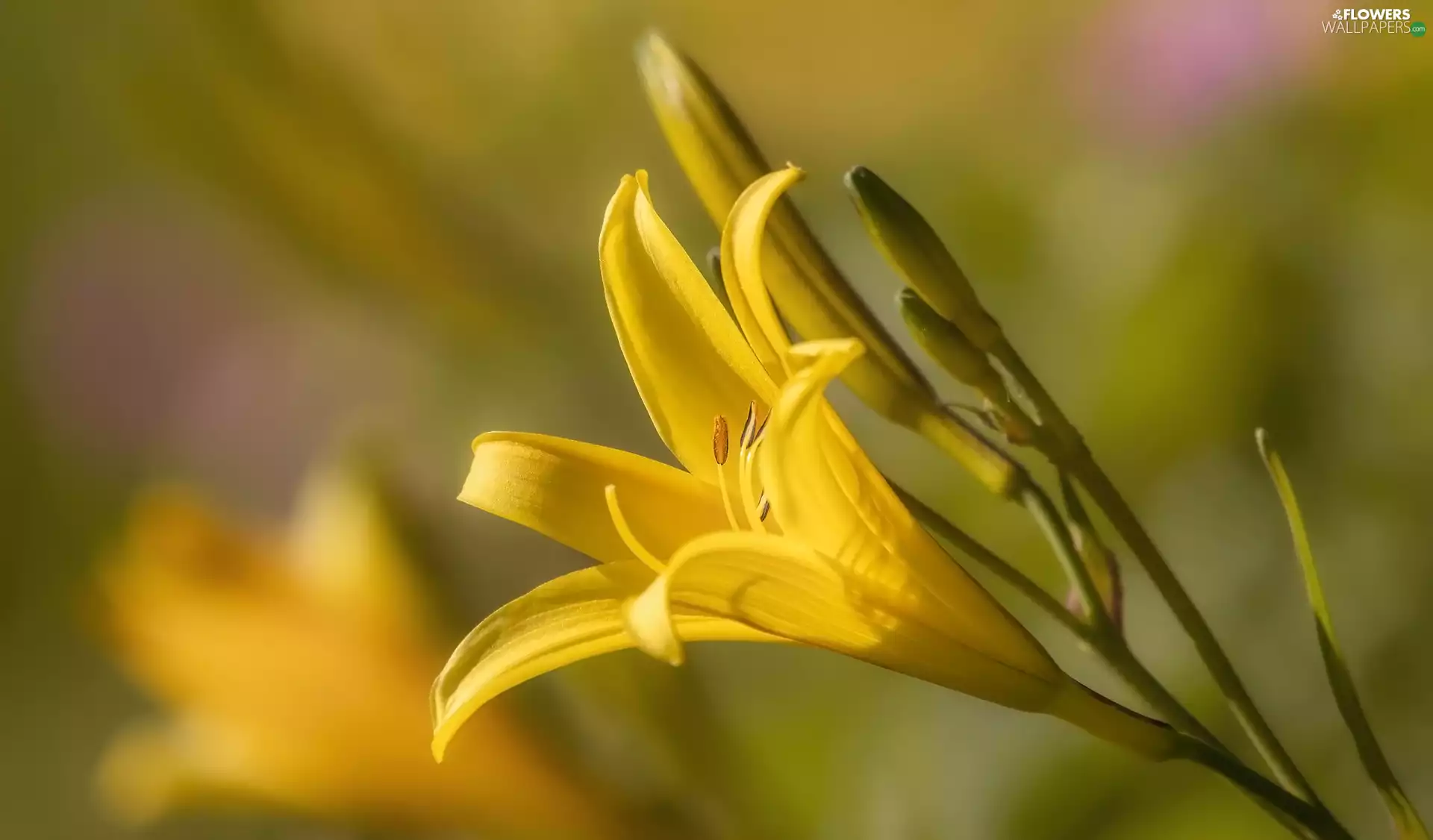 Flowers, Yellow Honda, Buds, Lily