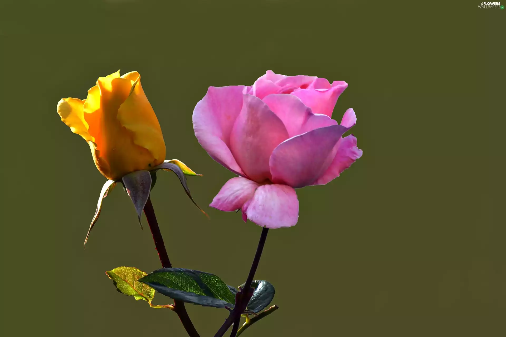 Two, Yellow Honda, Pink, roses