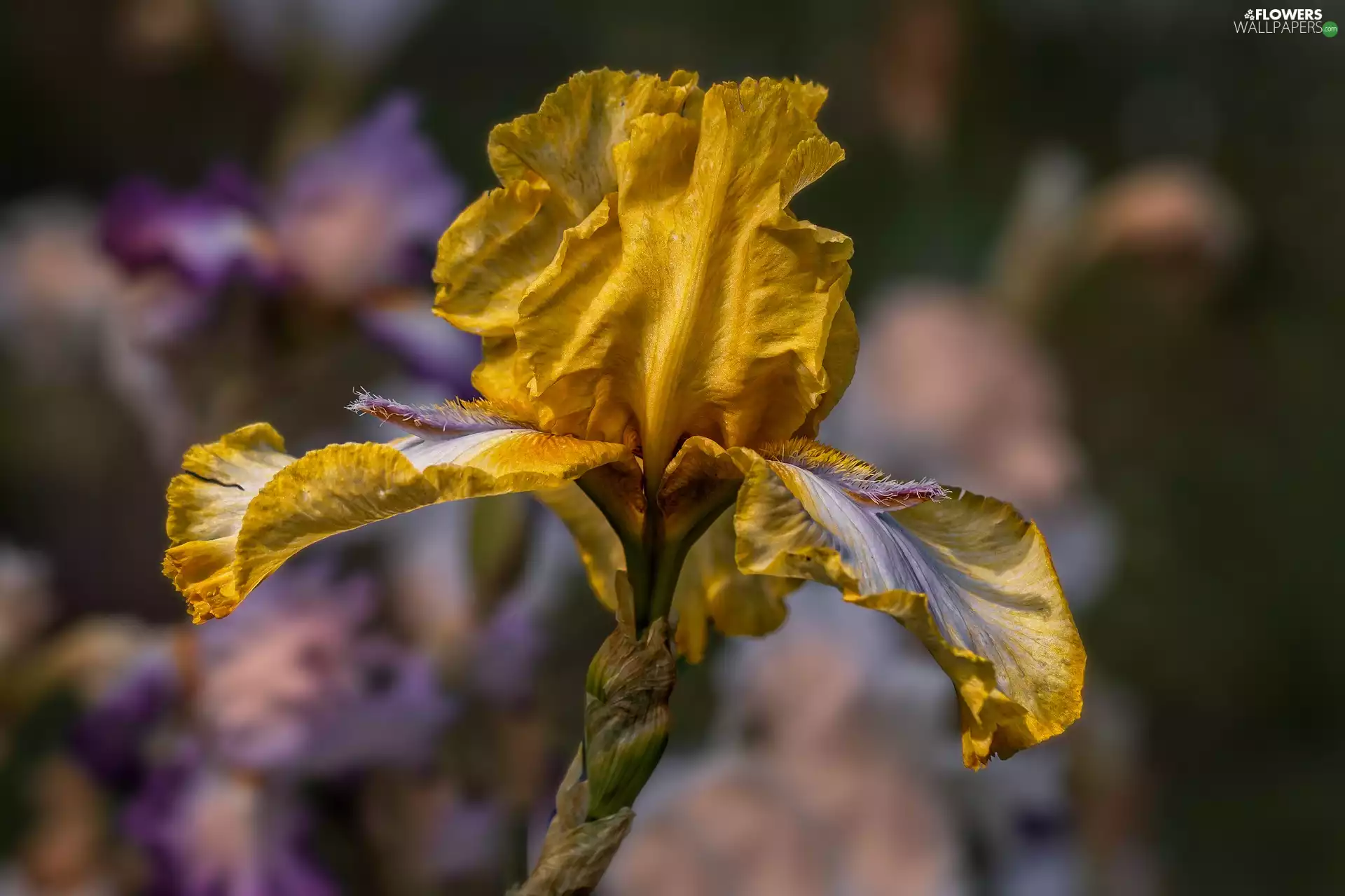 iris, Colourfull Flowers, Yellow
