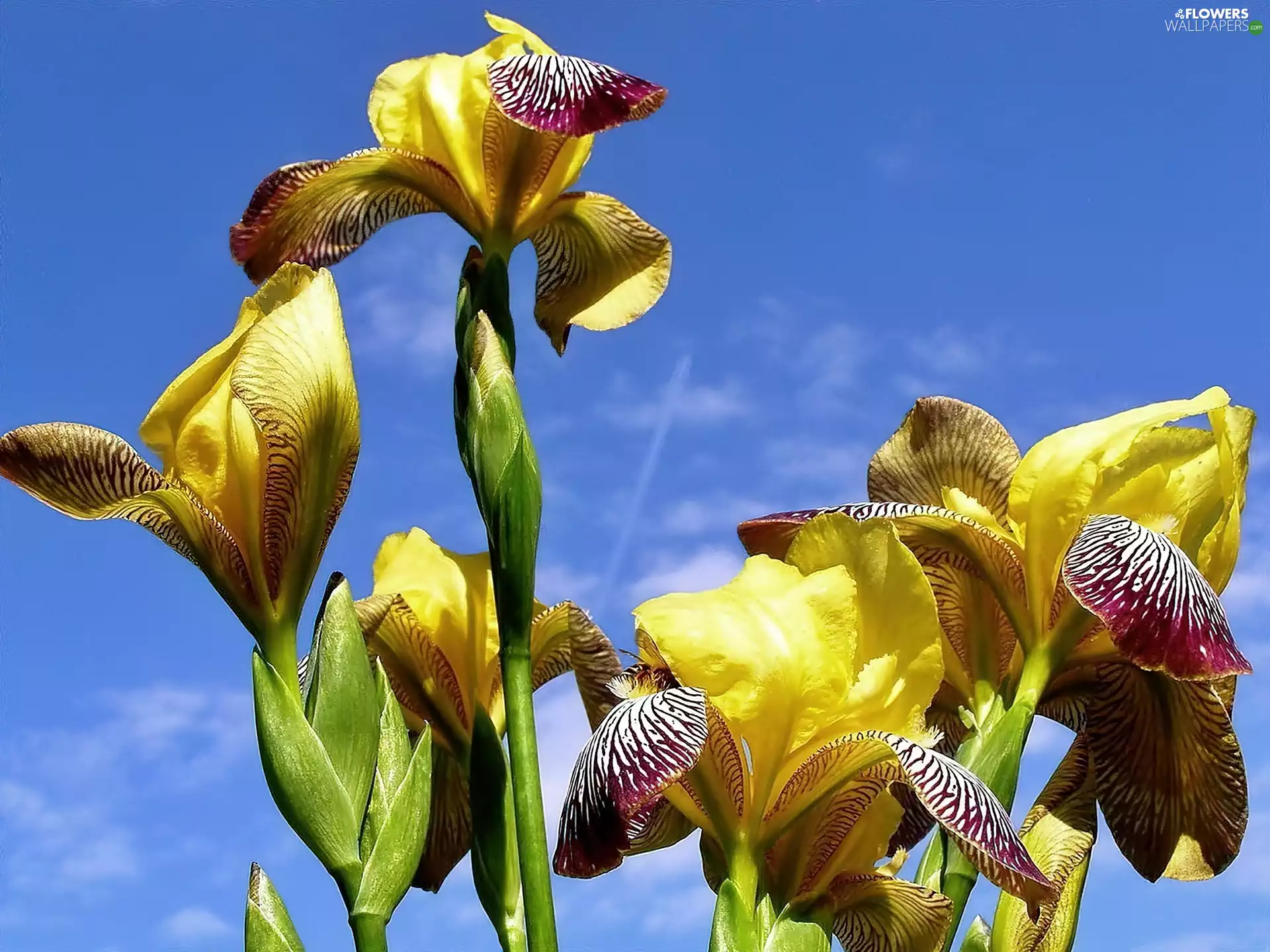 Yellow, Irises