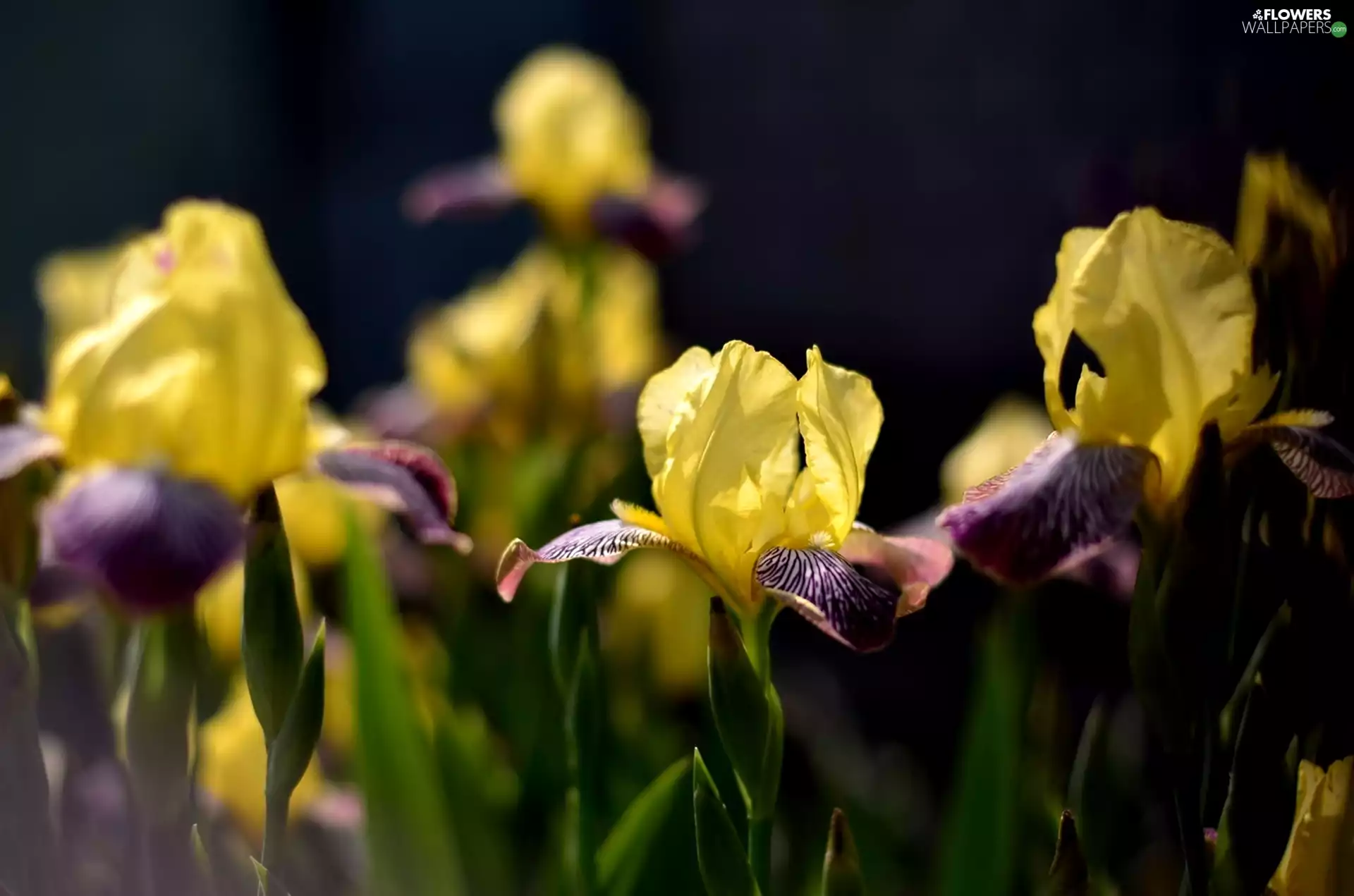 Yellow, Irises