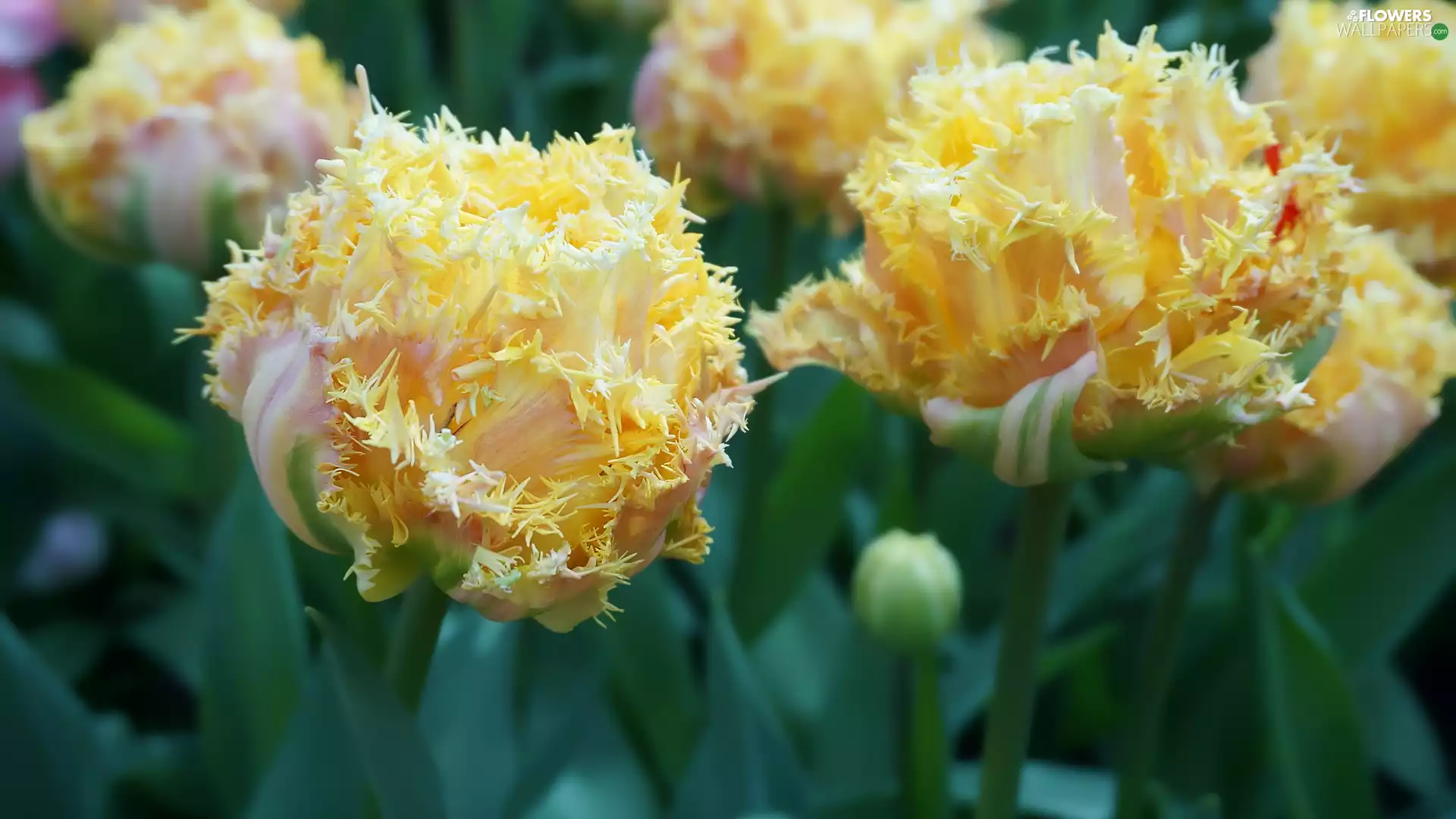 Yellow, Tulips, Jagged
