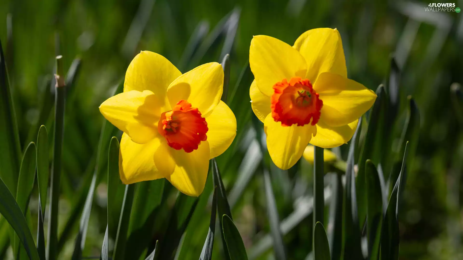 Jonquil, Two cars, Yellow