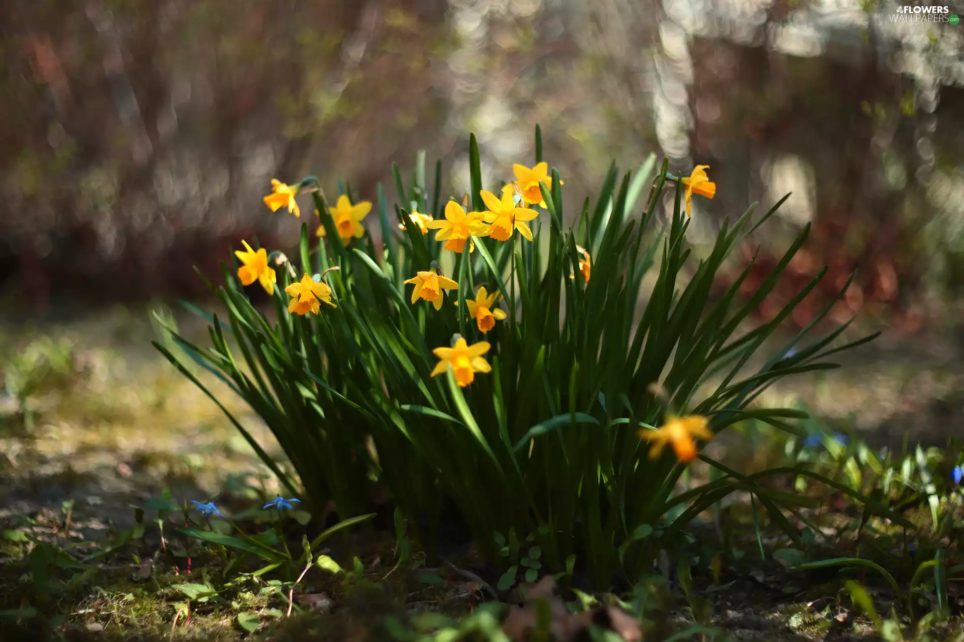 Jonquil, Flowers, cluster, Yellow