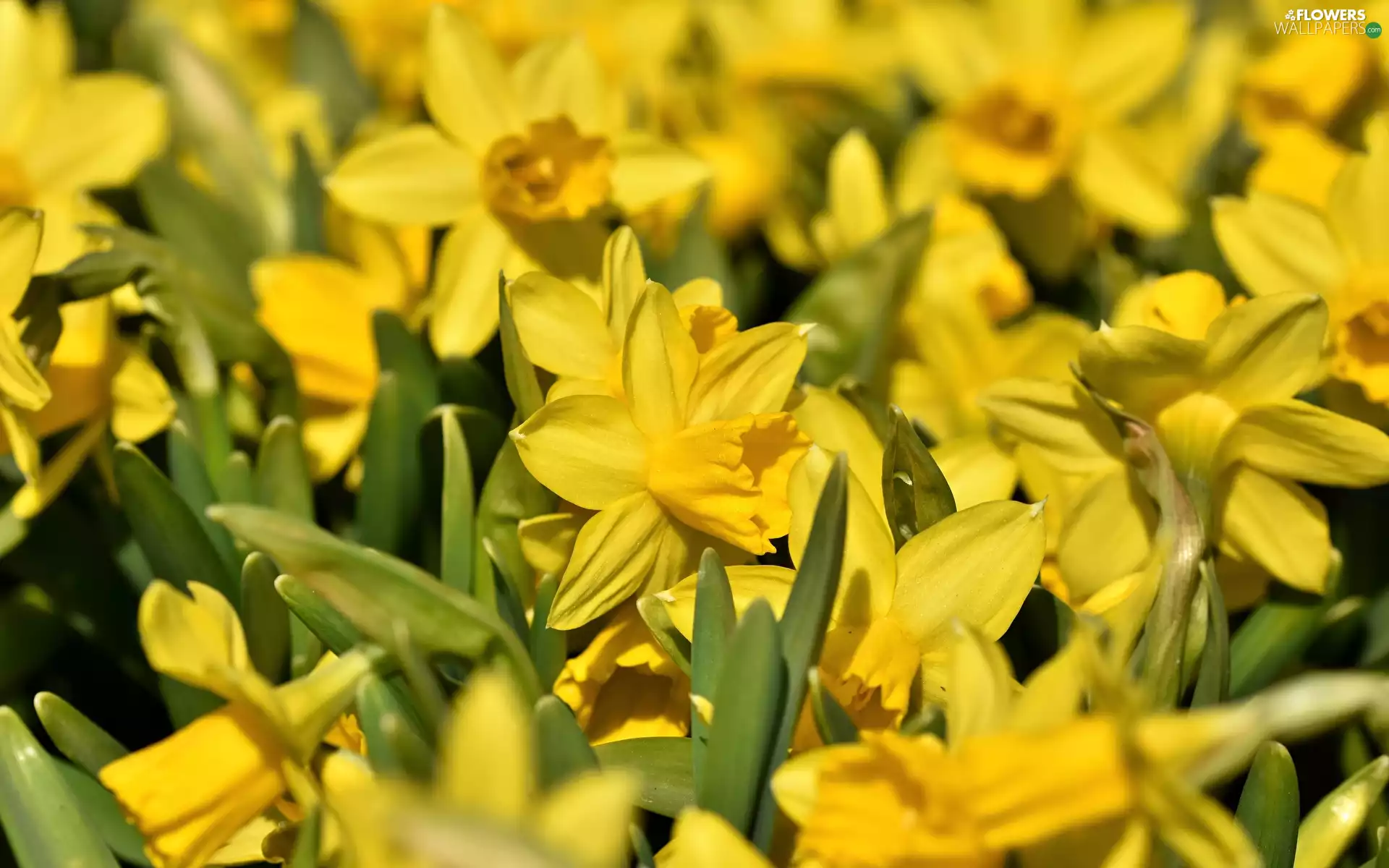 Yellow, Flowers, Jonquil