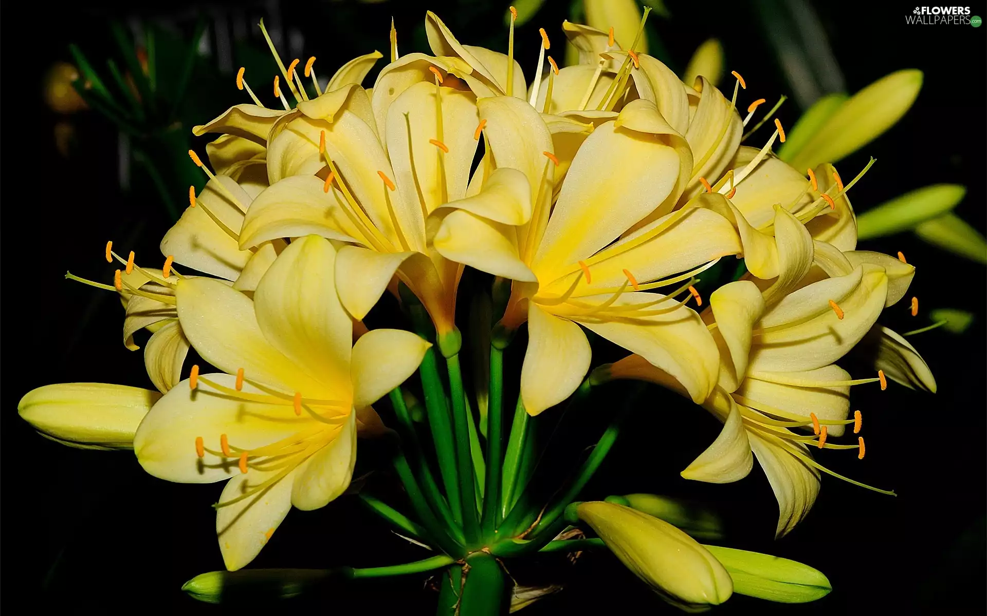 Yellow Honda, Kliwia