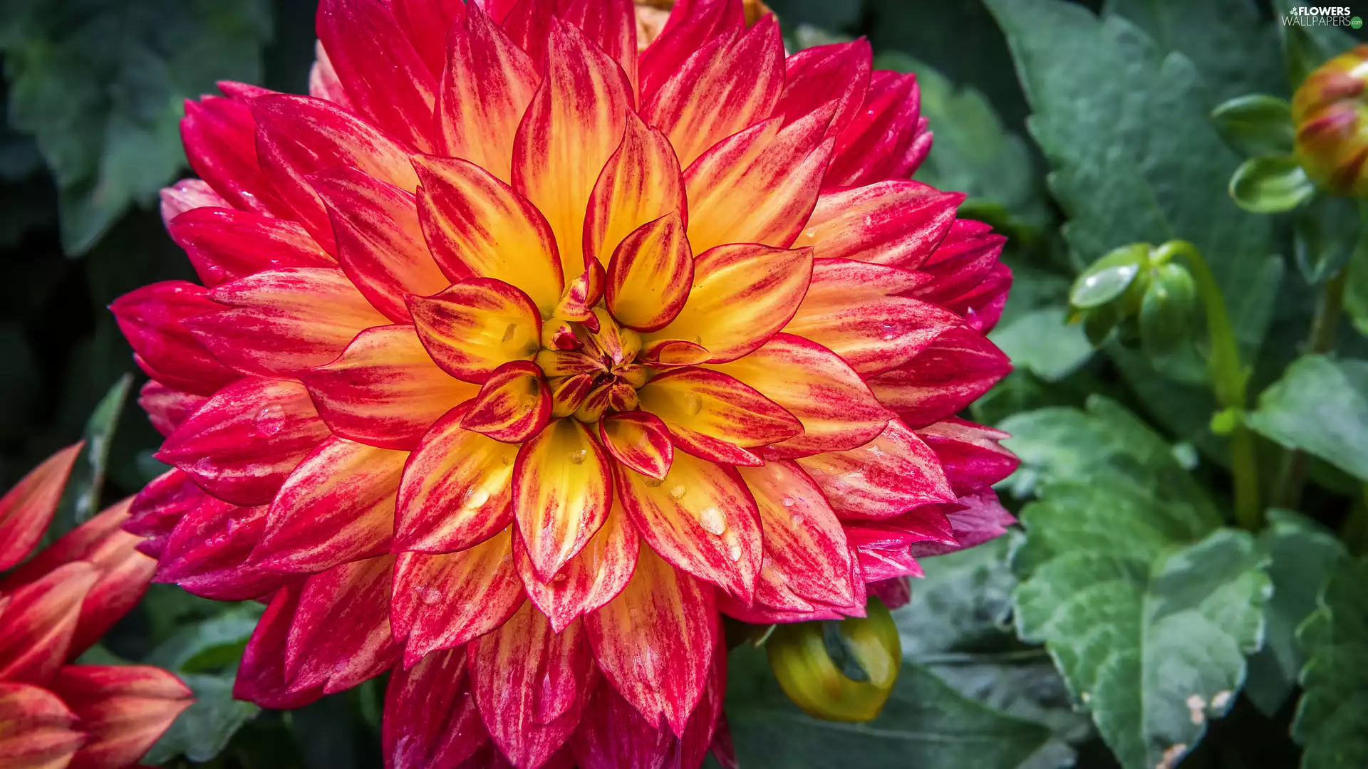 Red-Yellow, Leaf, rapprochement, Dalia