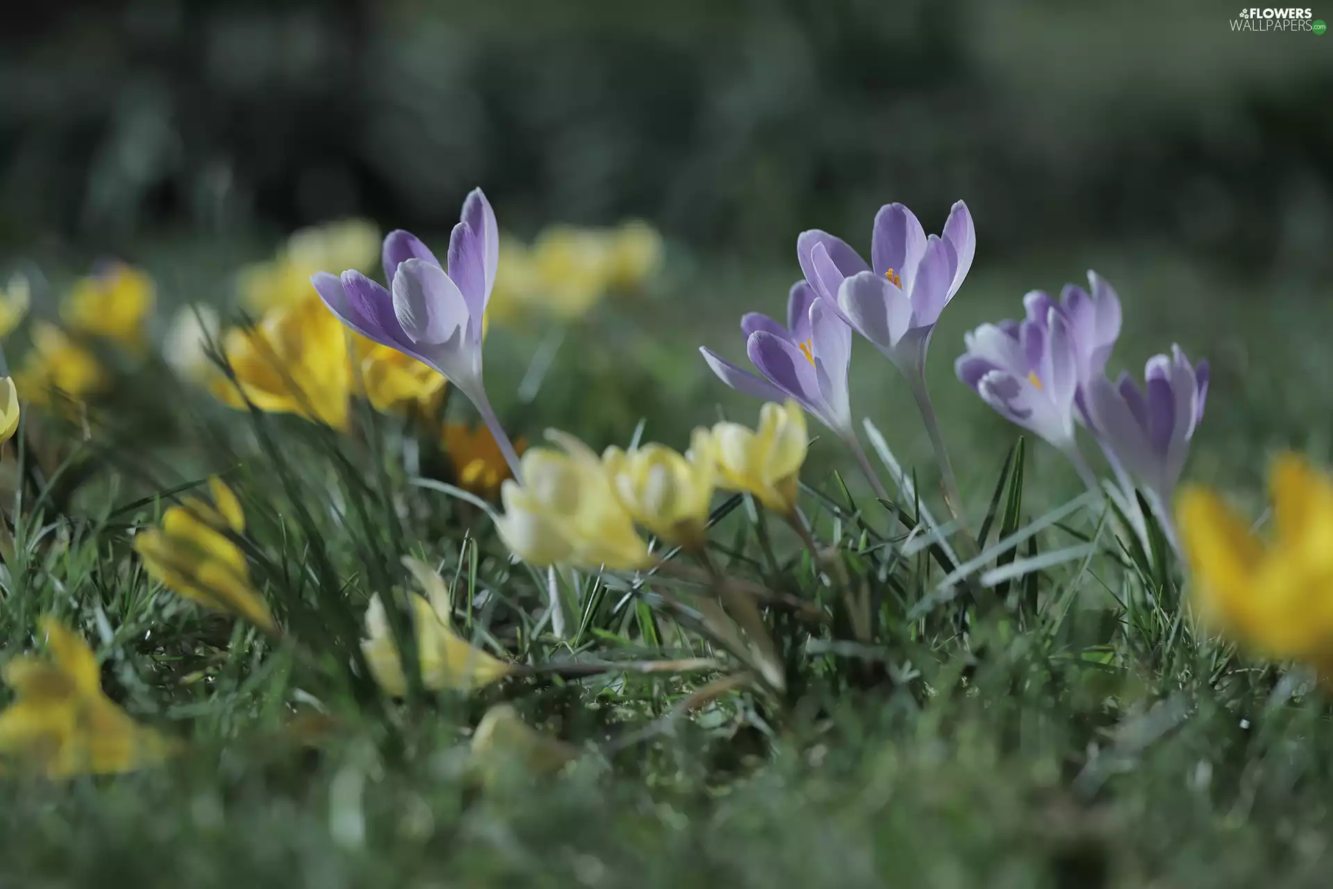 lilac, crocuses, Flowers, Yellow