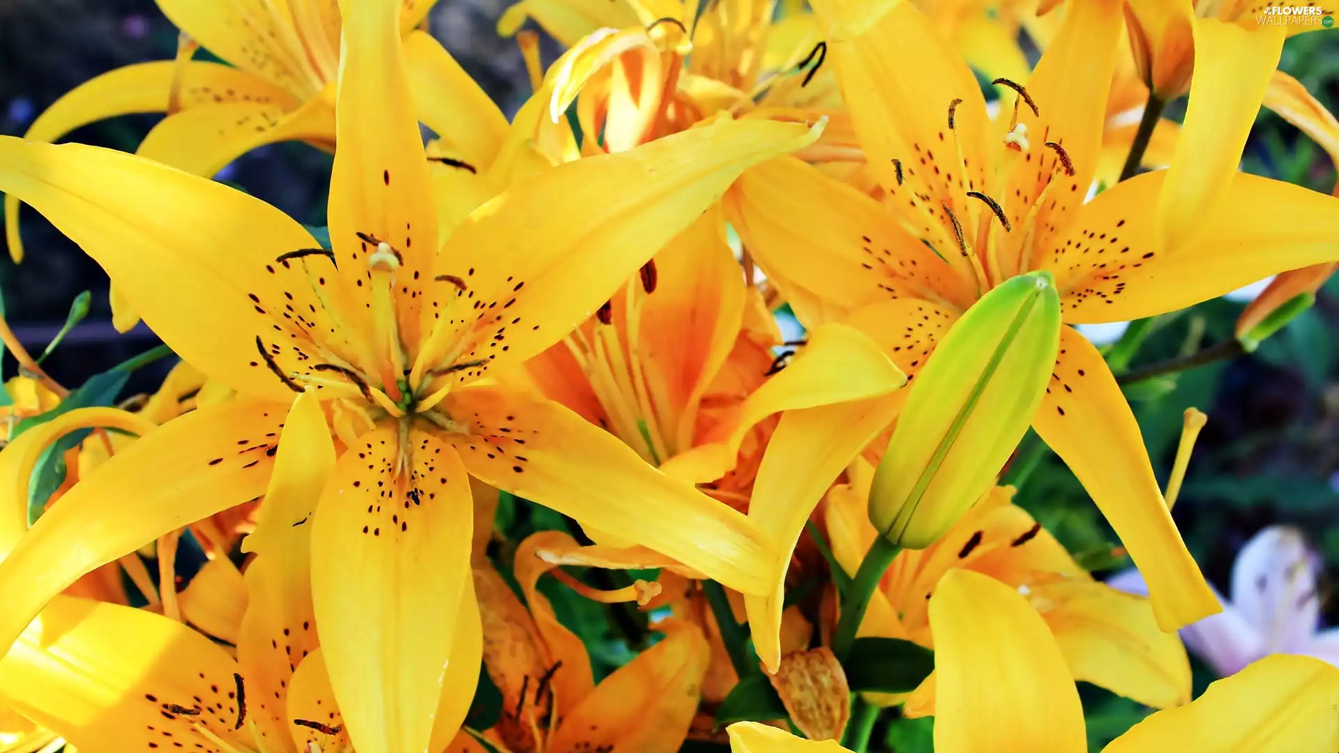 Yellow, lilies