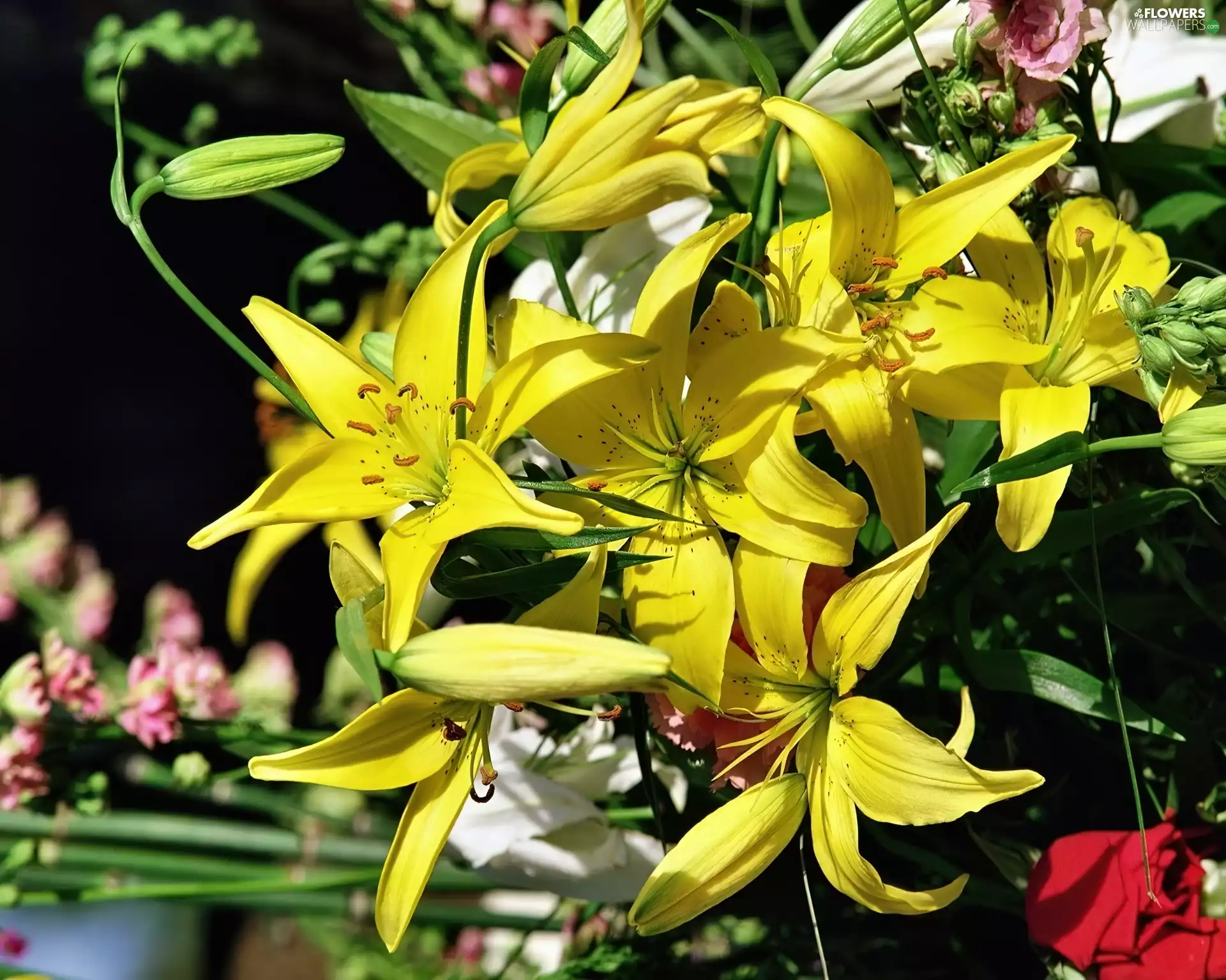 Yellow, lilies