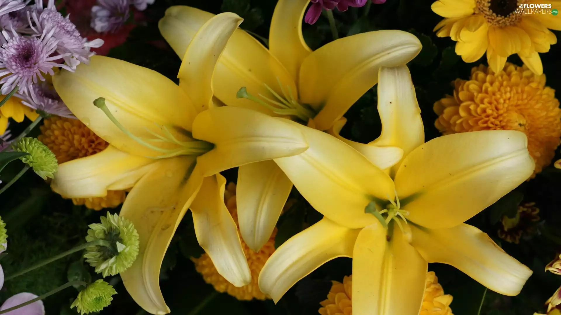 Yellow, lilies