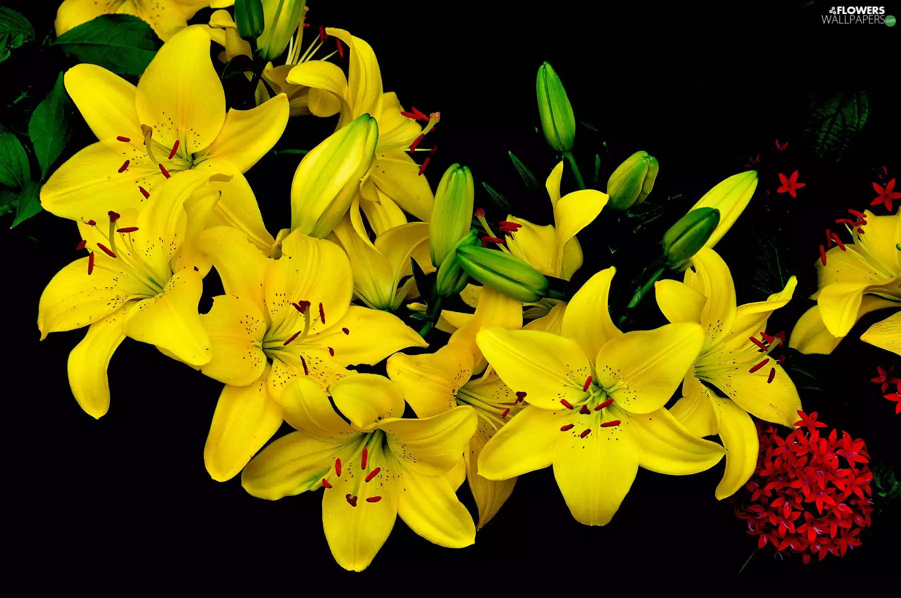 Yellow, tiger Lilies