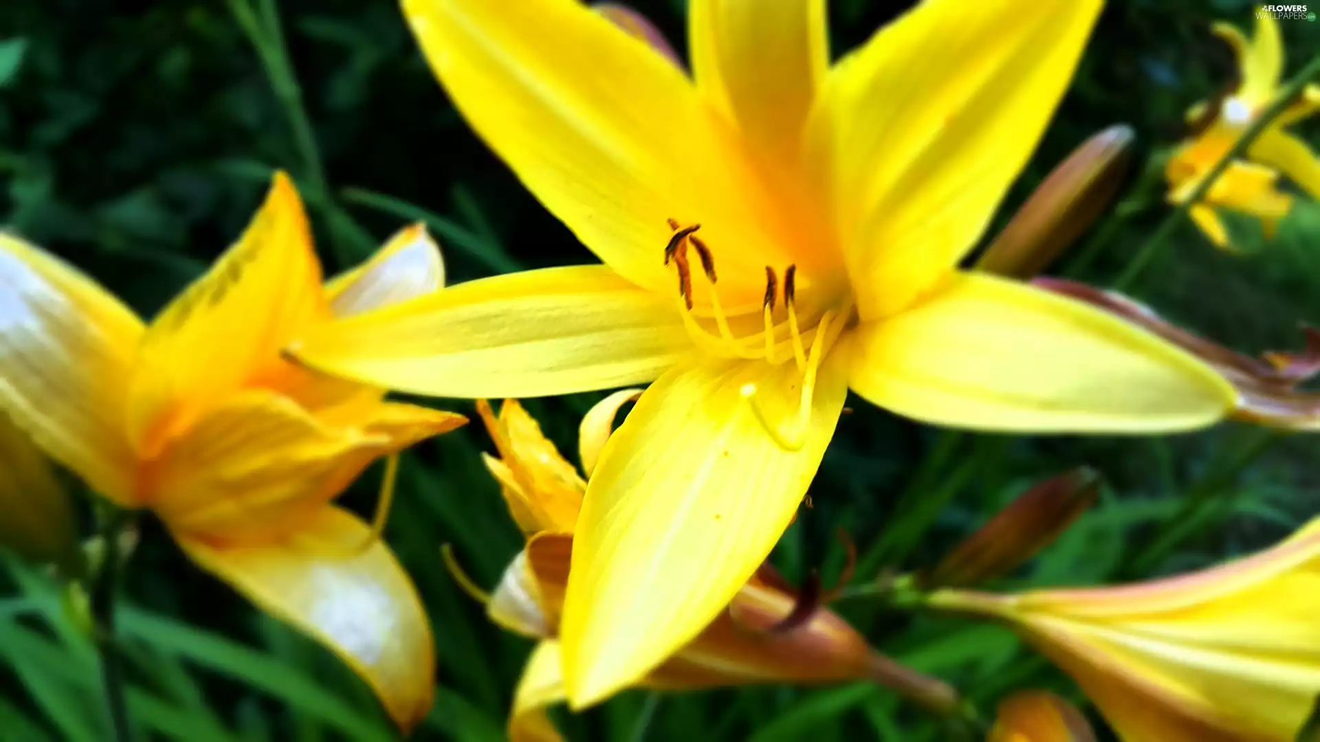 Yellow, lilies