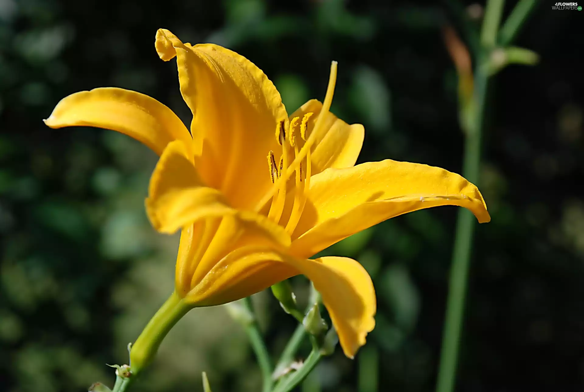 Yellow, lily