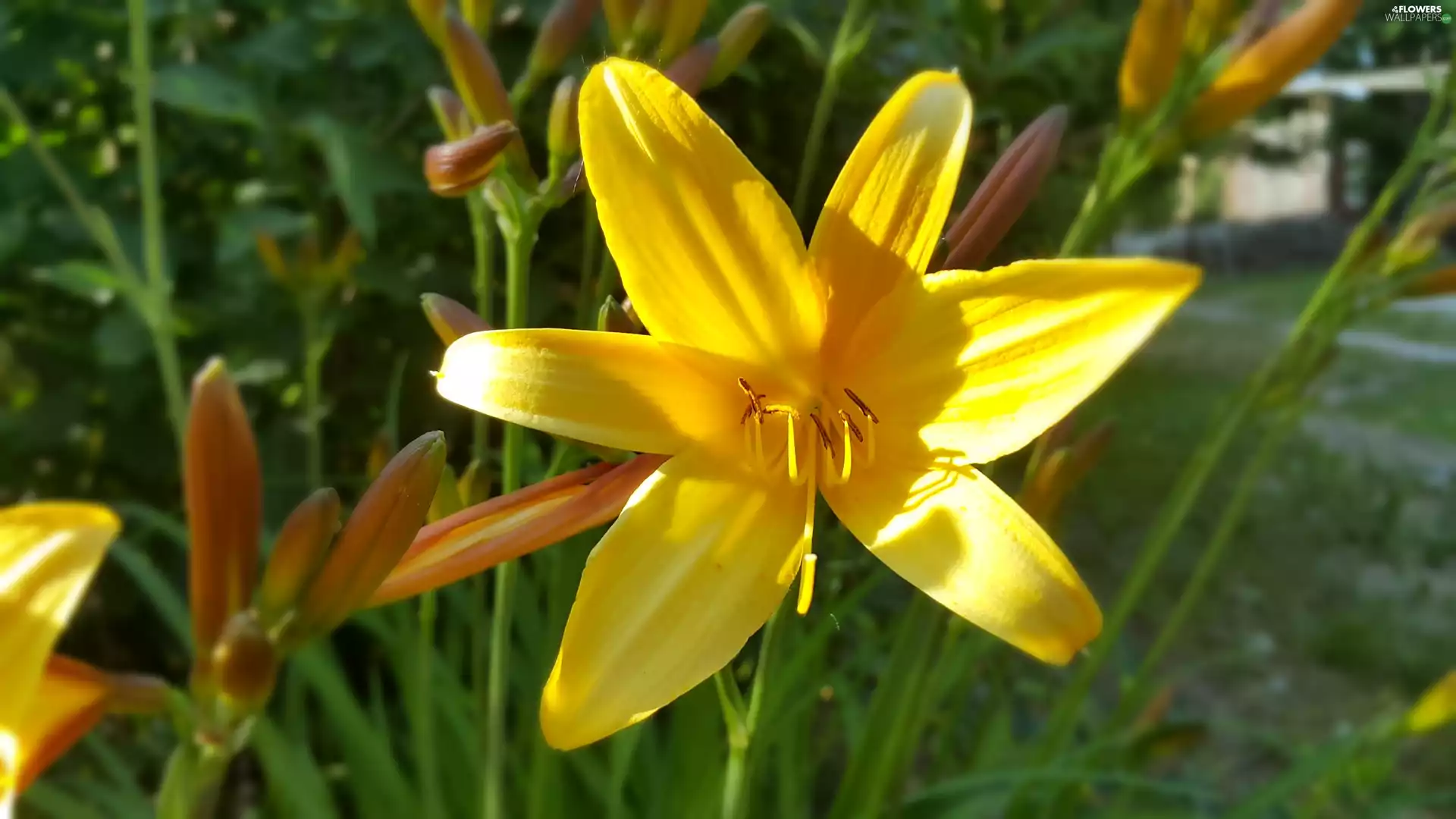 Yellow, lily