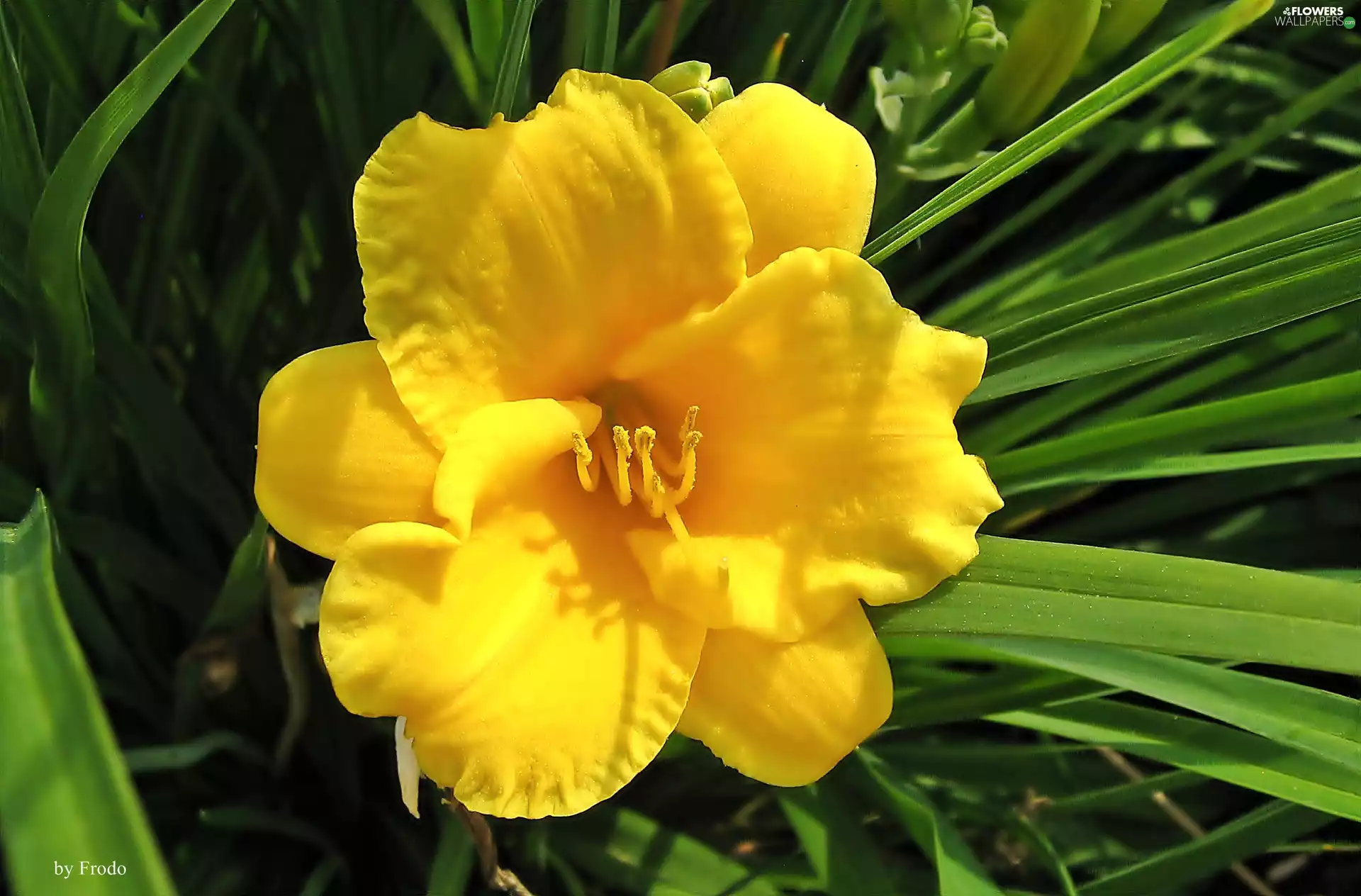 lily, Colourfull Flowers, Yellow