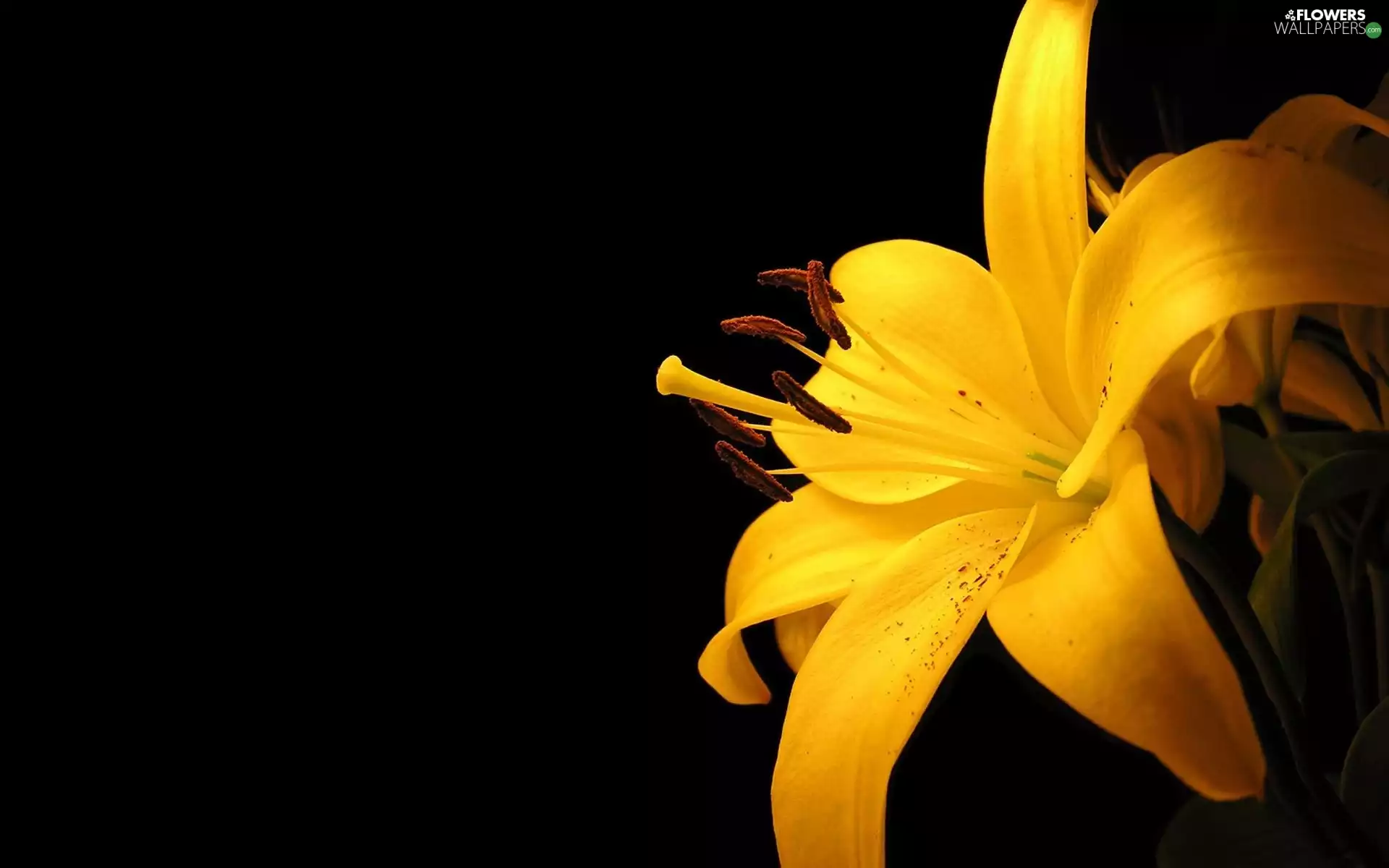 Yellow Honda, Lily