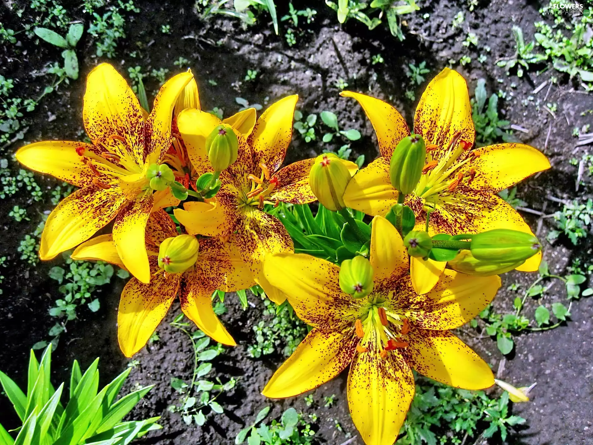Yellow, Tiger Lily