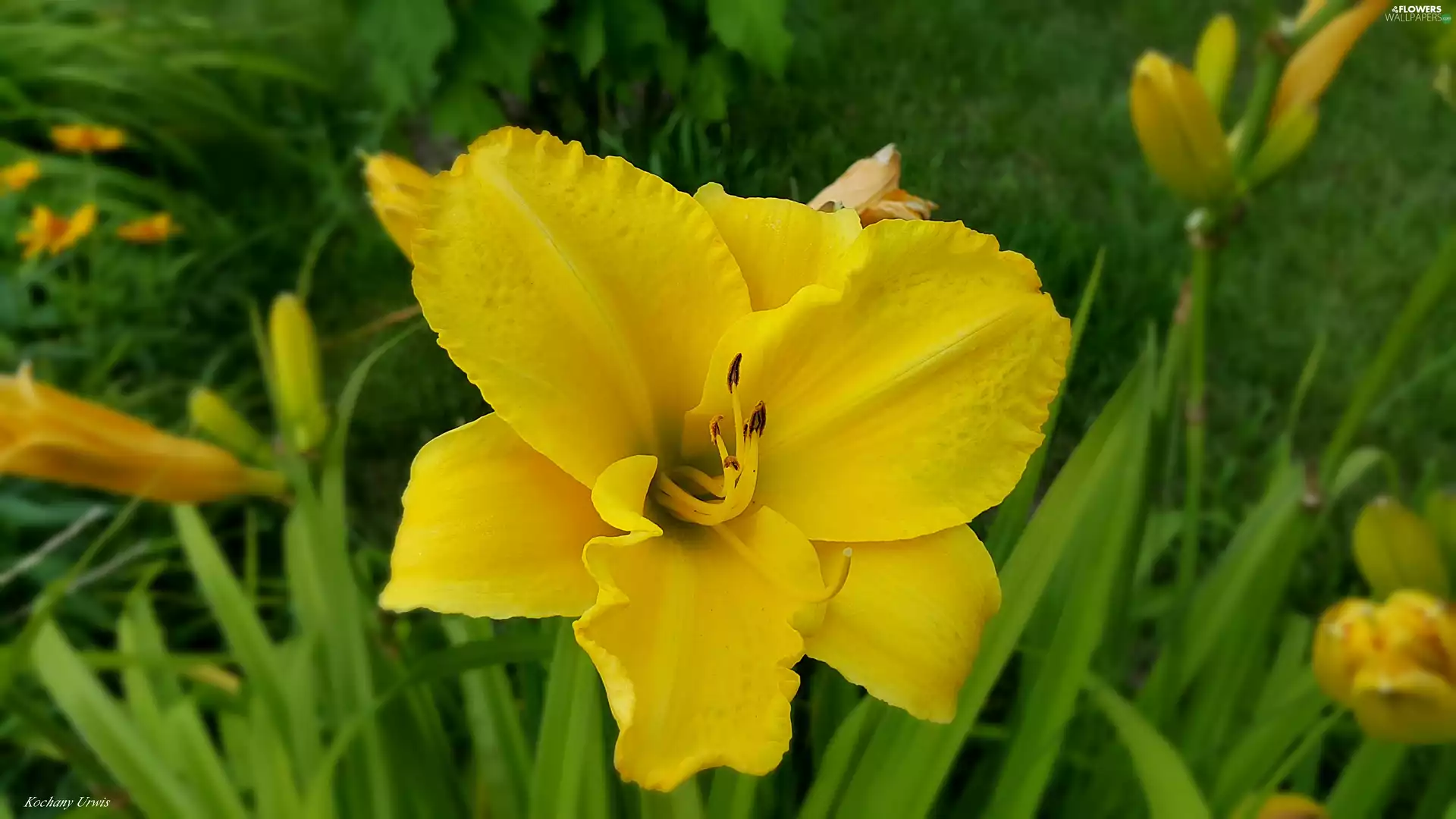Yellow, lily