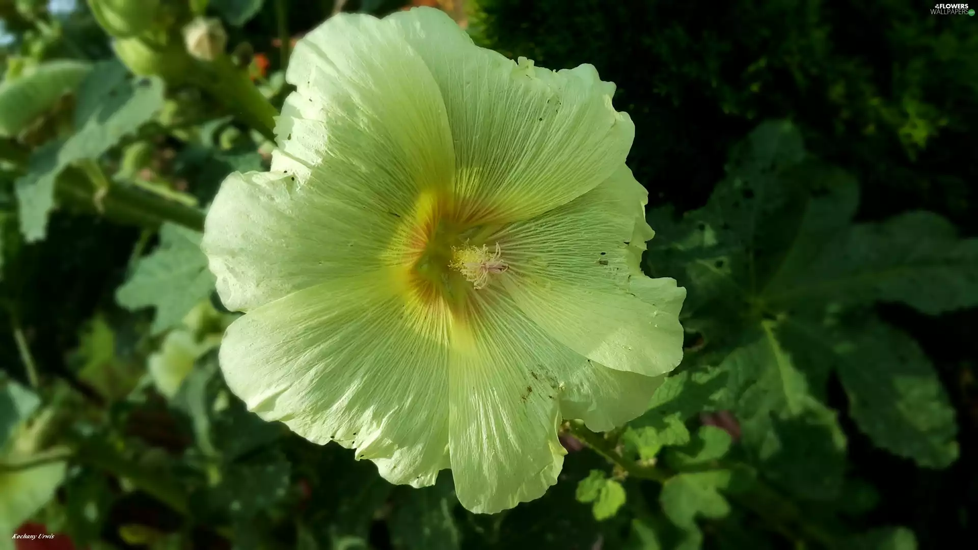 Yellow Honda, mallow