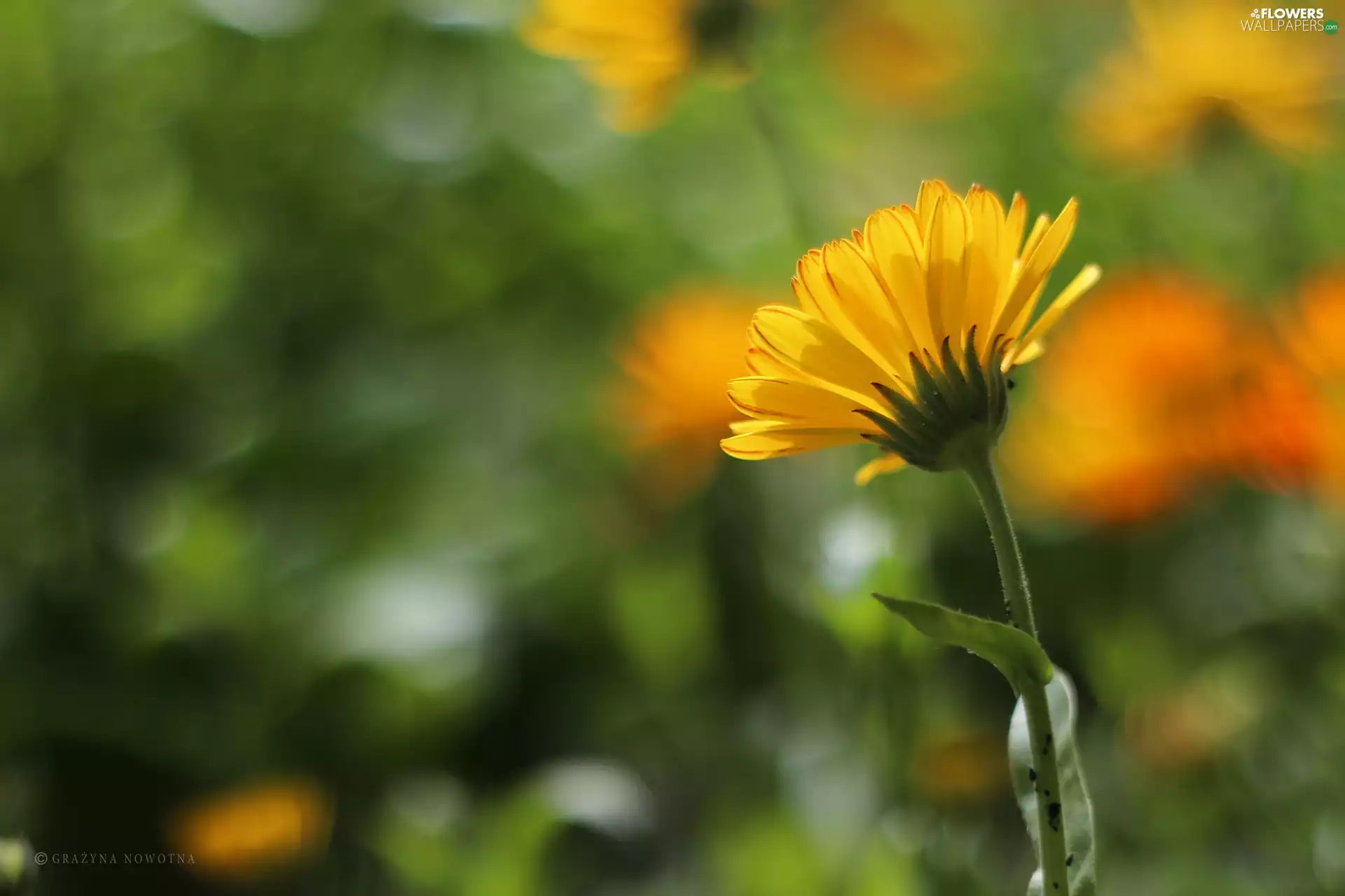 Colourfull Flowers, Marigold Medical, Yellow - Flowers wallpapers ...