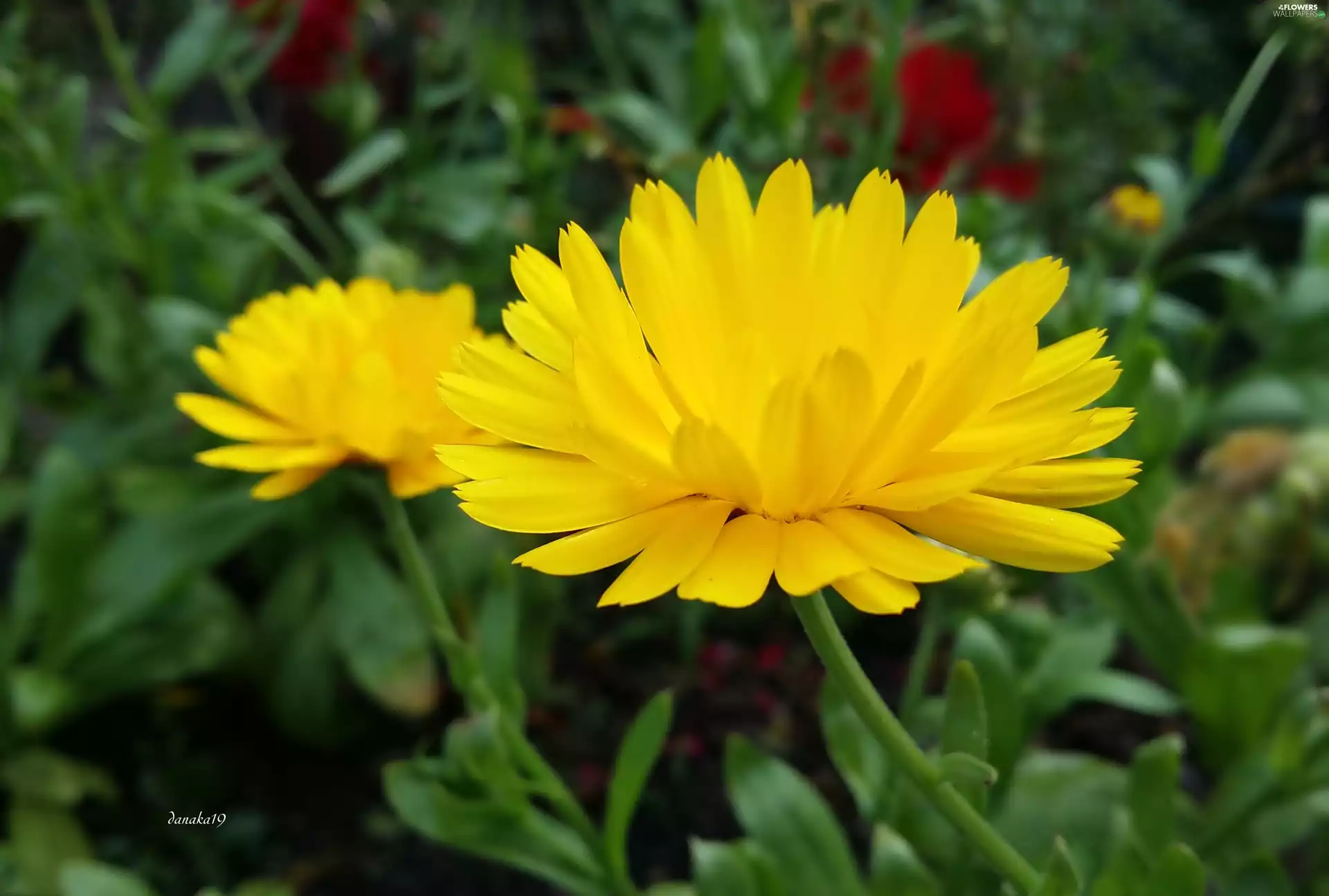 Marigold, Colourfull Flowers, Yellow