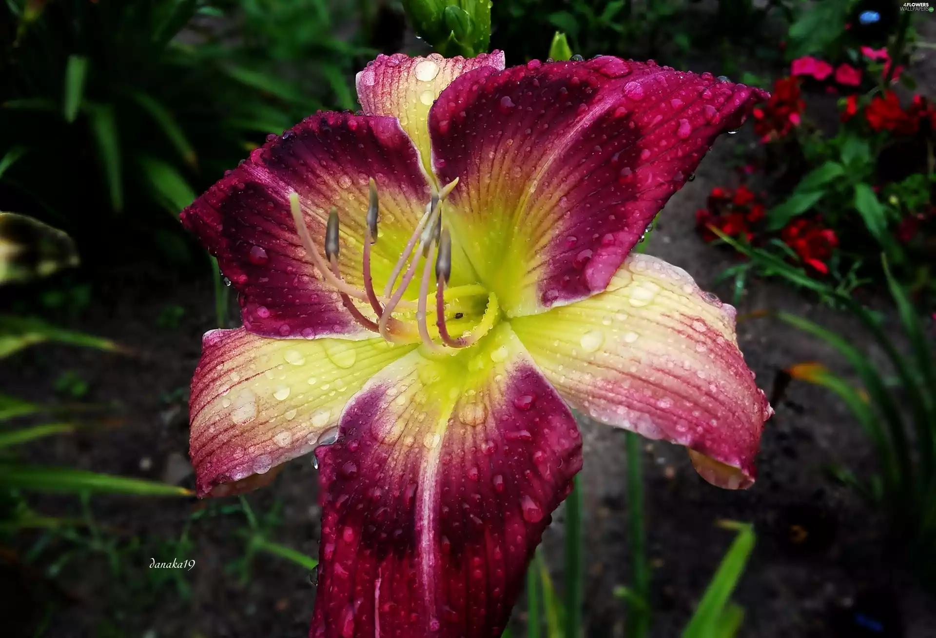 maroon, lily, drops, Yellow