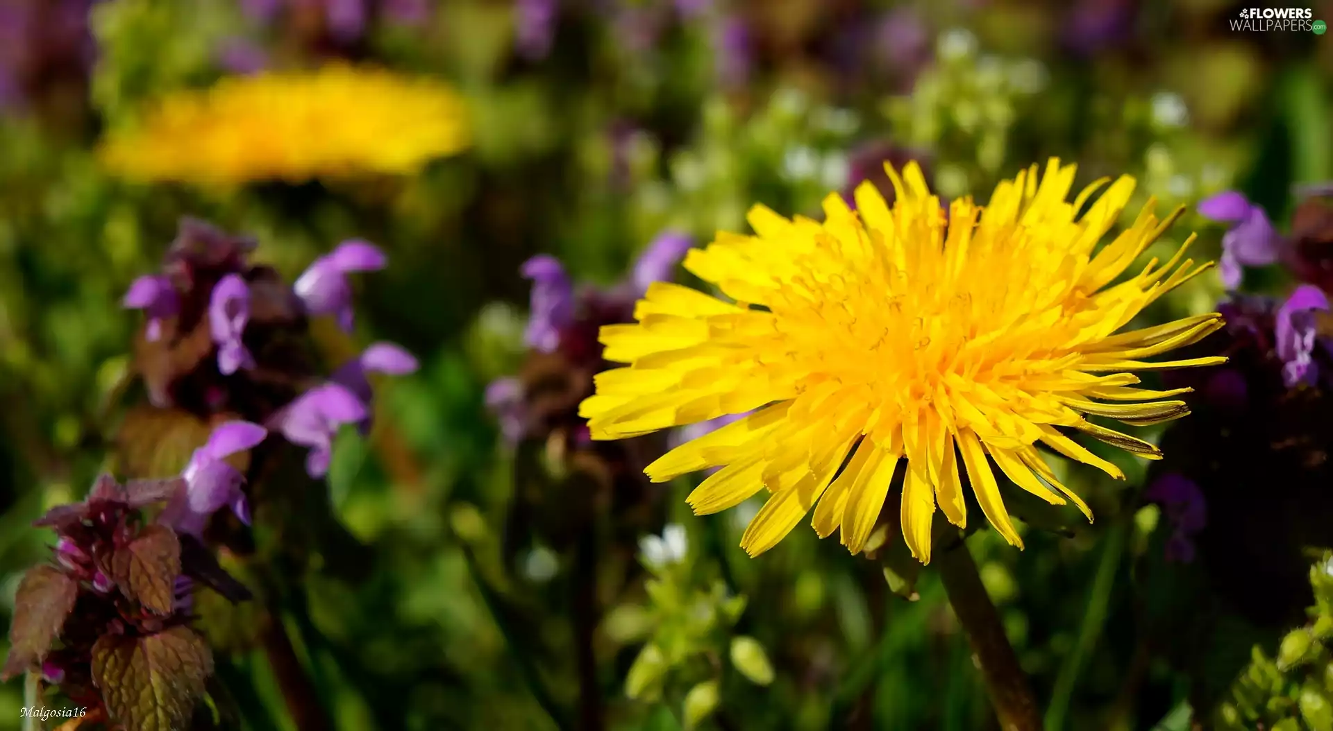 sow-thistle, Meadow, Colourfull Flowers, Common Dandelion, Yellow