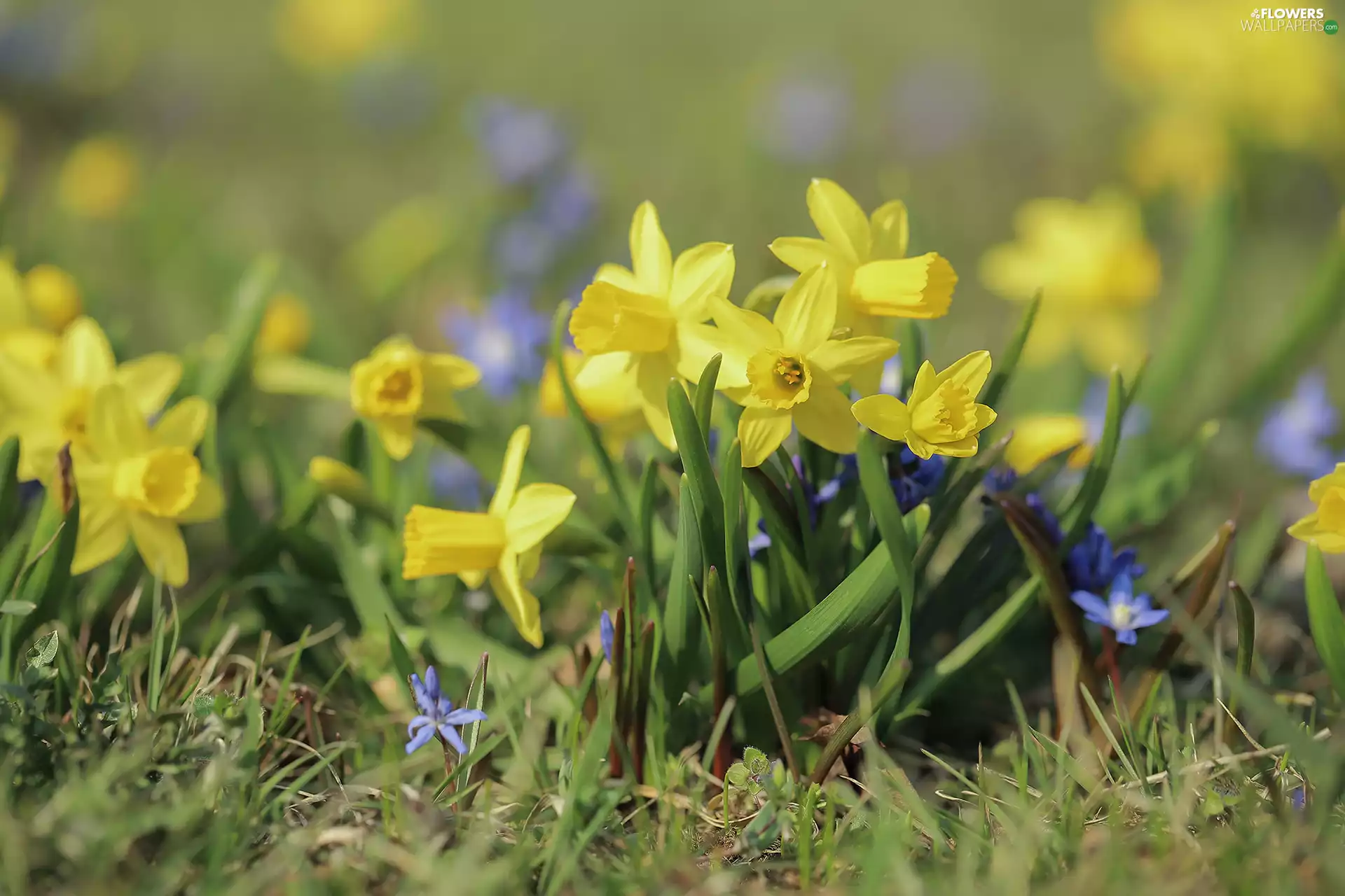 narcissus, Flowers, Daffodils, Yellow