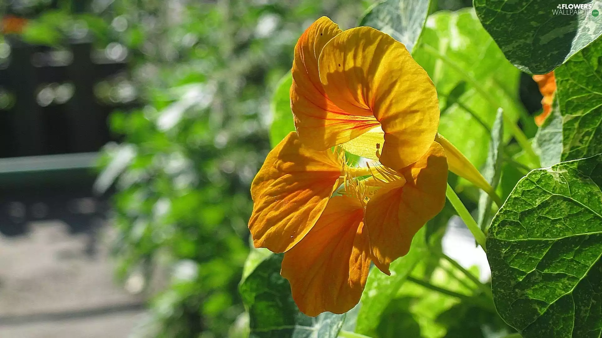 Yellow Honda, nasturtium